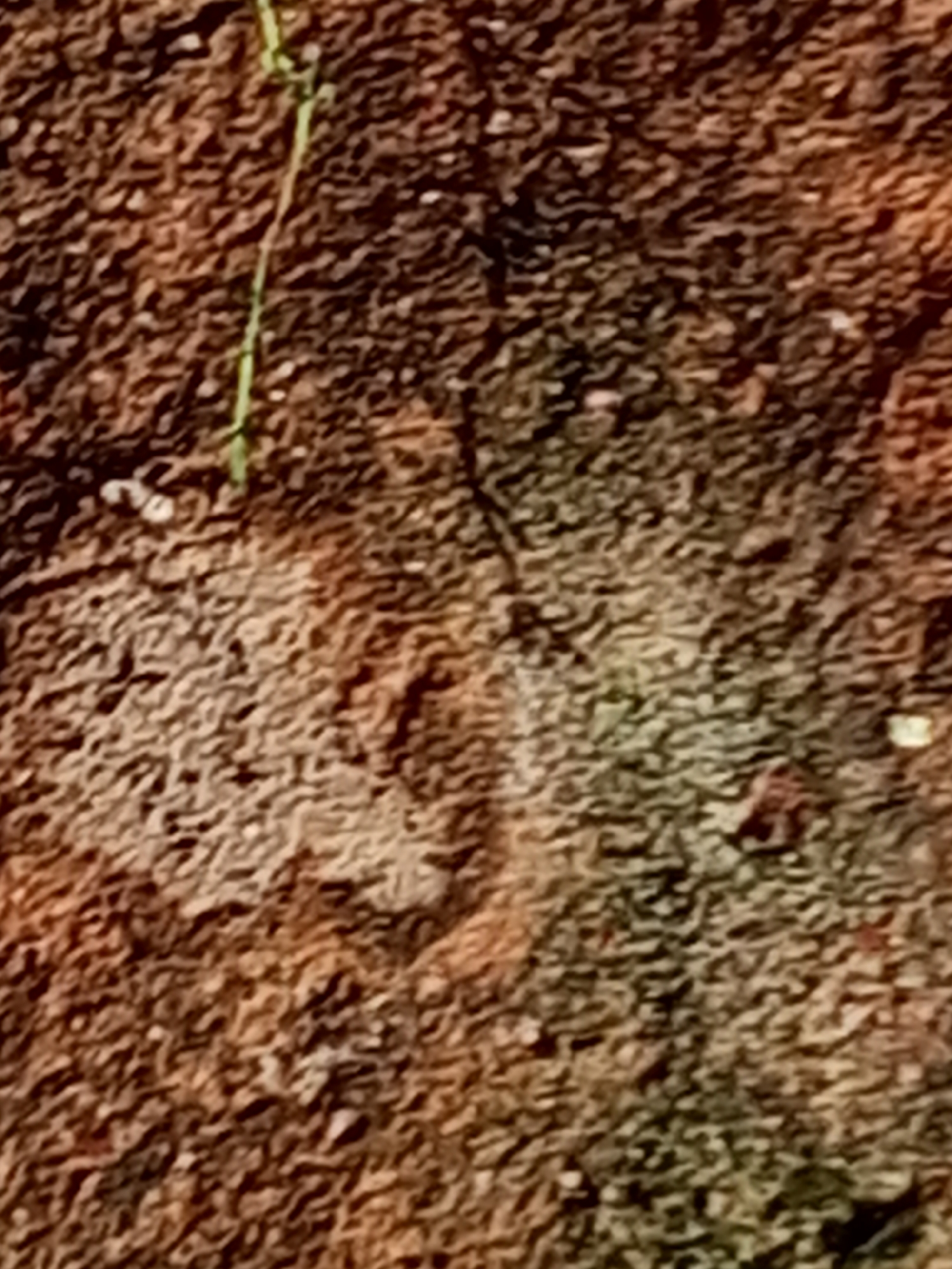 The image shows a close-up of rough, textured ground that is predominantly brown and tan with some hints of green. There's a thin, green plant stem extending vertically near the left side of the image. The ground appears uneven and coarse. The location is not determinable from the image. There are no people or identifiable subjects or objects other than the ground and the plant.