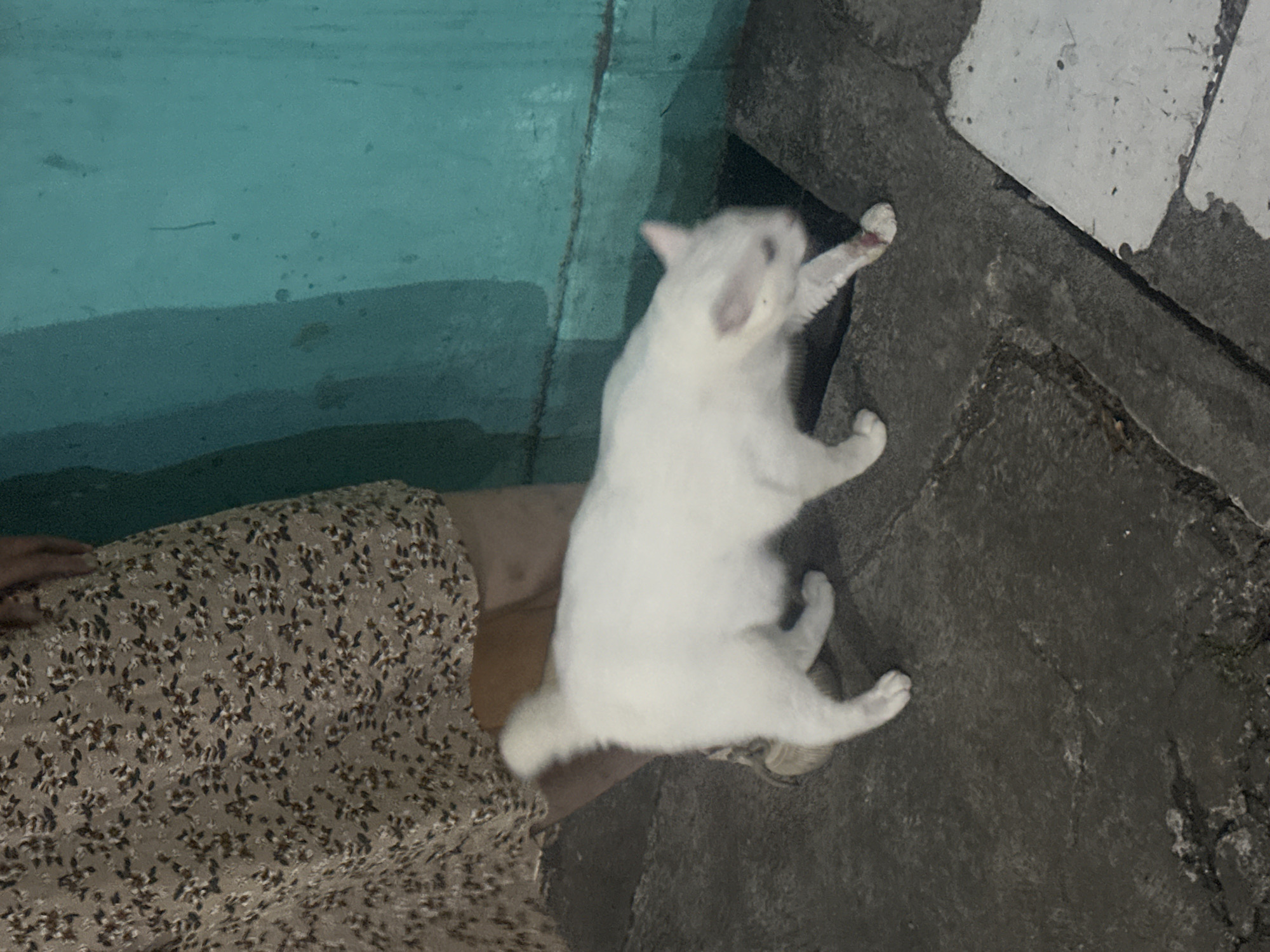 A white cat stands on a concrete surface adjacent to a patterned dress, near a blue wall and a section of white tiles. The location appears to be outdoors. The location is North Jakarta, Indonesia.