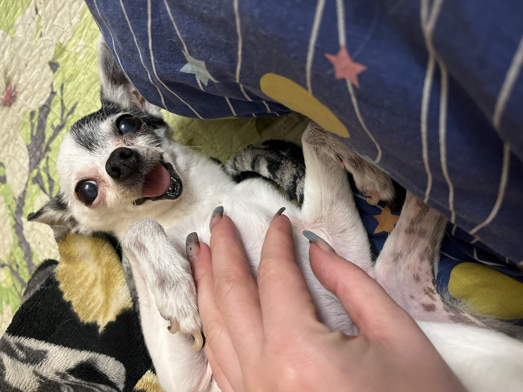 A person's hand with painted nails is gently touching a white and black chihuahua dog that is lying on its back. The dog's mouth is open, and its tongue is visible. The dog is on a green blanket with a yellow and black patterned throw behind it. To the right of the dog is a blue pillow with white stripes and colorful star patterns. The scene appears to be indoors, likely a domestic setting. There is no information available to determine the location within the city of Chaikovsky, Russia.