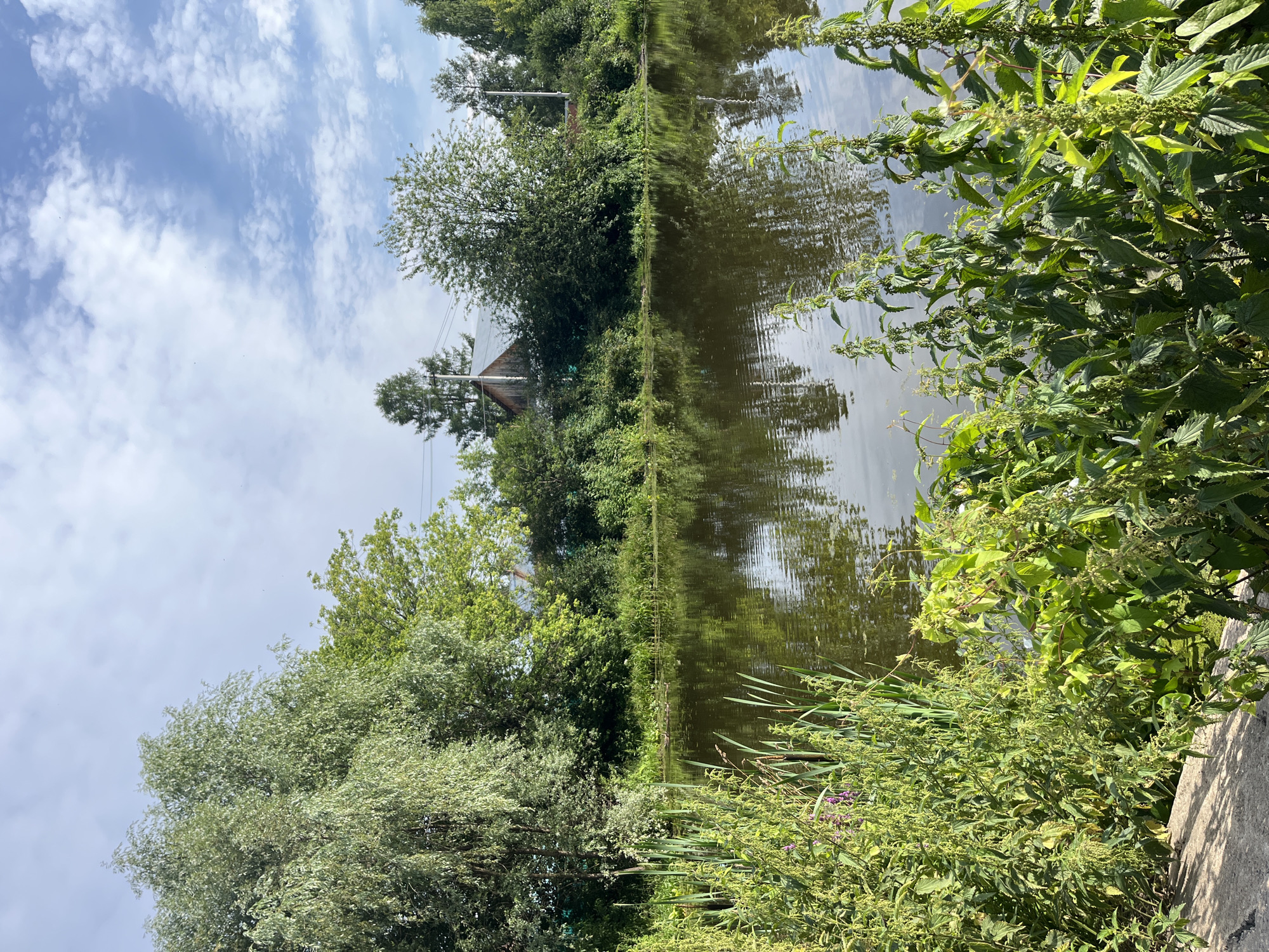 This image depicts a tranquil waterside scene, likely located in the city of Chaikovsky, Russia, characterized by lush vegetation and a calm body of water. In the foreground, tall green plants, possibly reeds and nettles, line the bank, with a glimpse of a concrete edge at the bottom left. The water itself is dark and reflects the sky and surrounding greenery, with ripples suggesting a gentle breeze. Across the water, a dense line of trees and bushes forms a natural backdrop. Peeking through the foliage is a rustic wooden house with a gabled roof, indicative of a rural or semi-rural setting. Above the trees, a light blue sky is dotted with fluffy white clouds. The overall impression is one of natural beauty and peacefulness.