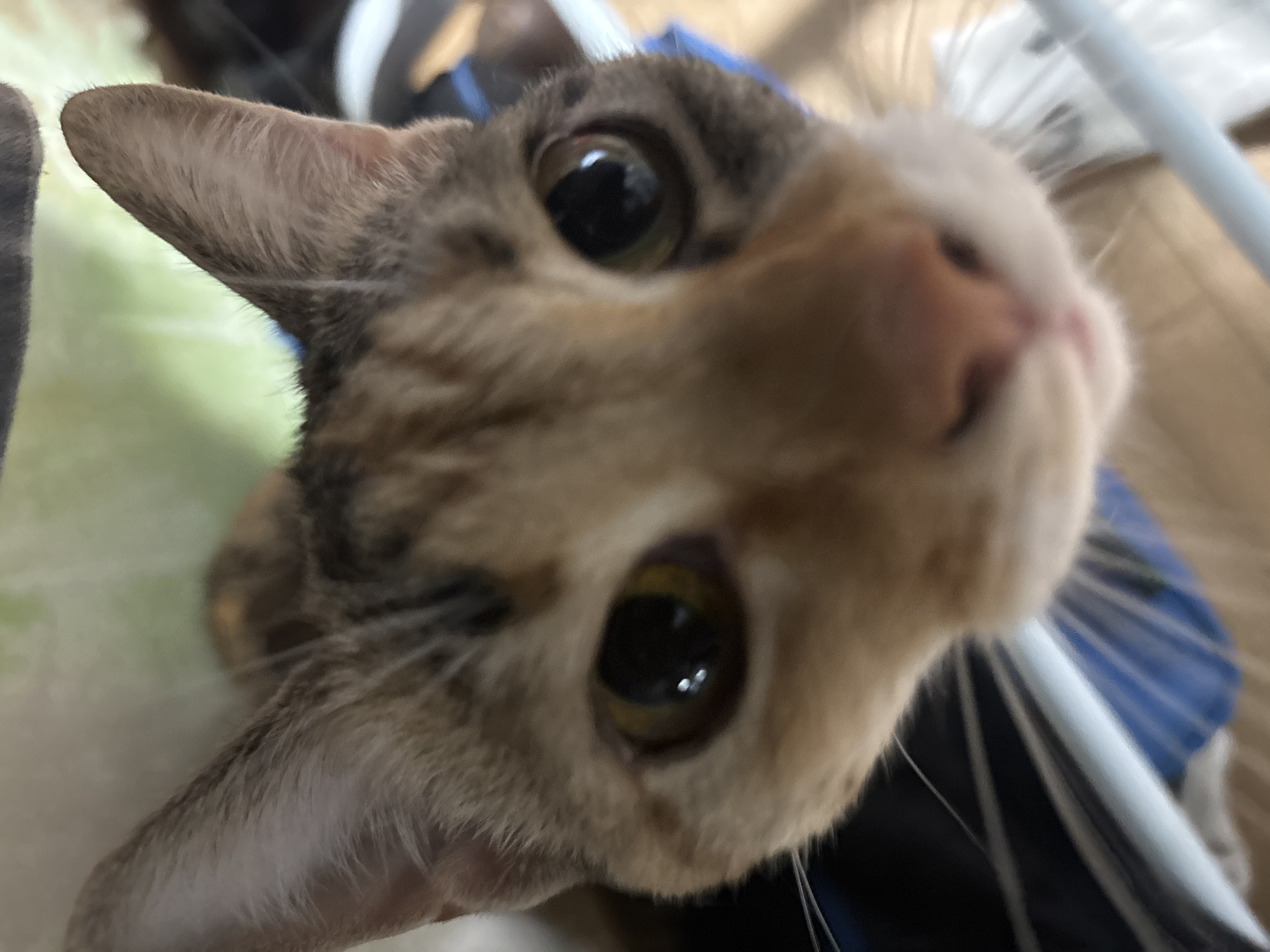 The image is a close-up, downward-facing shot of a cat's face. The cat has tabby markings, with orange, brown, and black fur. Its eyes are large and dark, with visible reflections. The cat's ears are pointed upwards. The background is out of focus and appears to be a light-colored, possibly patterned surface. There are also hints of blue and white objects in the background, which could be part of a pet carrier or furniture. There is no discernible location in the city of Chaikovsky, Russia, or any human presence depicted in this image.