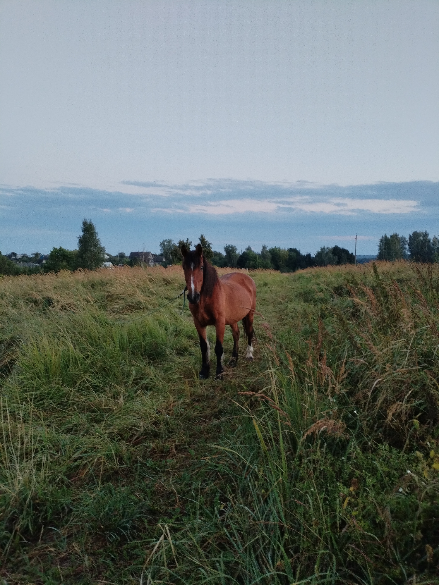 A brown horse stands in a field of tall grass. The horse is facing the camera and has a white blaze on its forehead and white socks on its legs. A leash is attached to the horse's halter and extends out of frame to the left. In the background, there is a treeline and a few houses. The sky is cloudy and appears to be dusk or dawn. The location is the city of Bialynichy, Belarus.