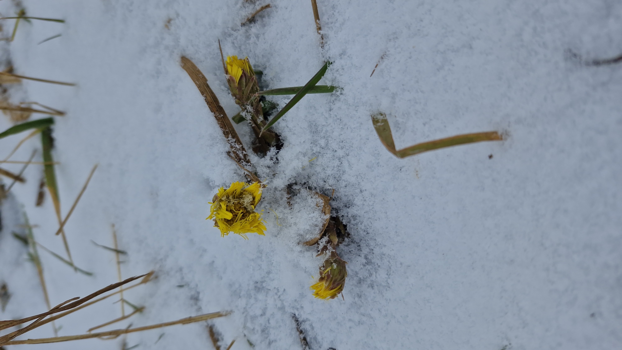 The image depicts a patch of snow-covered ground interspersed with dry grasses and three yellow coltsfoot flowers in various stages of bloom. One flower is fully open, while the other two are either partially open or still closed. The location is unidentified in the city of Otchor, Russia.