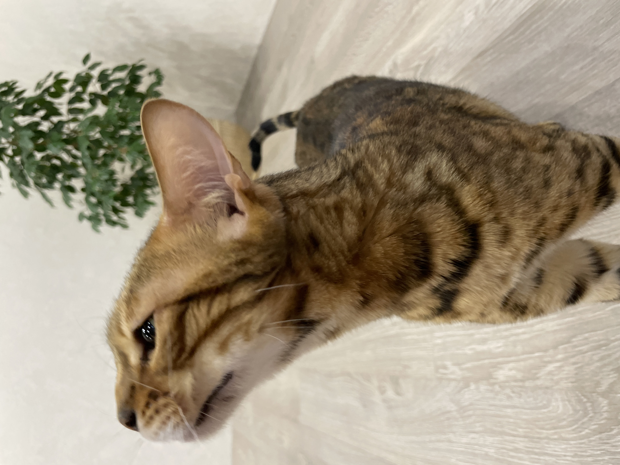 This full-shot image, taken in Izhevsk, Russia, captures a domestic cat in an indoor setting. The image is presented on its side, showing the cat in a horizontal orientation. The feline, which appears to be a breed like a Savannah or Ocicat, features a striking coat of brown and tan with prominent black stripes and spots, characteristic of a tabby pattern. Its body is positioned in profile, with its head turned towards the left side of the frame. One dark, alert eye is visible, reflecting ambient light and conveying a sense of curiosity or attentiveness. The cat's large, pointed ears stand upright, and distinct black rings are visible on the portion of its tail.
The cat is resting on a light-colored surface, which resembles a wooden floor or a large textured tile with a subtle grain. In the upper left background, a blurry green plant with numerous small leaves adds a natural element to the indoor environment. The lighting is soft and even, indicating a well-lit interior. The scene evokes a calm and peaceful atmosphere, highlighting the cat's distinctive features and intricate coat. No text is visible in the image.