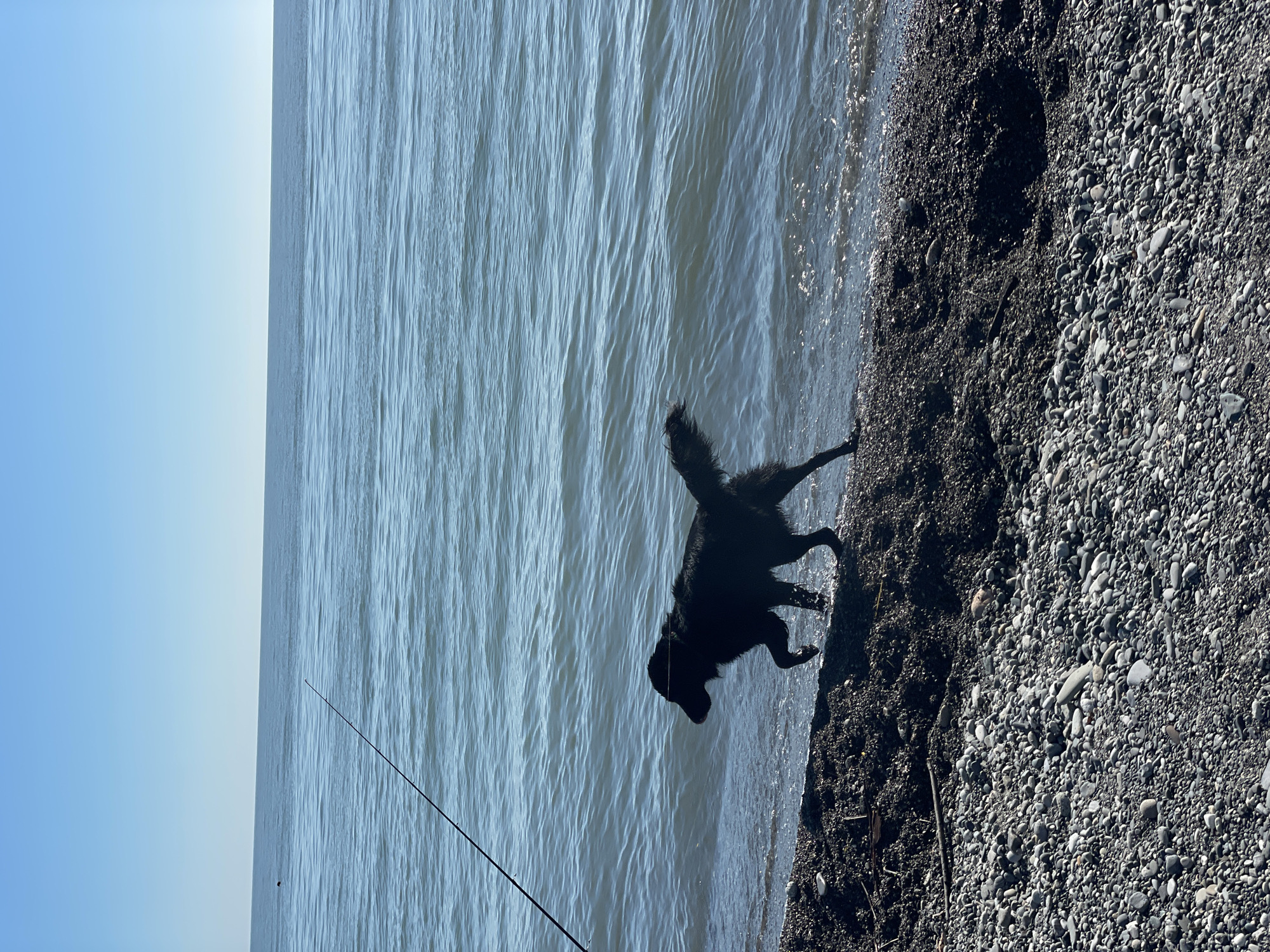 A full-frame vertical image depicts an outdoor scene at the edge of a large body of water, likely an ocean or lake, in the city of Unknown, Unknown. The upper third of the image is a clear, light blue sky with no clouds. Below the distinct horizon line, the water extends, showing small ripples and waves, with subtle reflections of sunlight.
A black, shaggy-haired dog, appearing to be a medium-sized breed, walks from left to right along the water's edge in the mid-ground. Its front paws are in the shallow water, creating minor splashes, while its back paws are on the wet, dark pebbly sand. The dog's head is slightly lowered and turned forward.
A dark fishing rod extends diagonally from the lower-left corner of the frame into the water, its tip visible above the water's surface. In the upper-left portion of the water, a small, dark red spherical buoy or float is visible in the distance.
The foreground of the image consists of a beach composed of various sizes of smooth, dark grey and black pebbles, with some lighter-colored stones interspersed. A darker, coarser band of wet pebbles and sand marks the immediate waterline, where a few small pieces of driftwood are scattered.