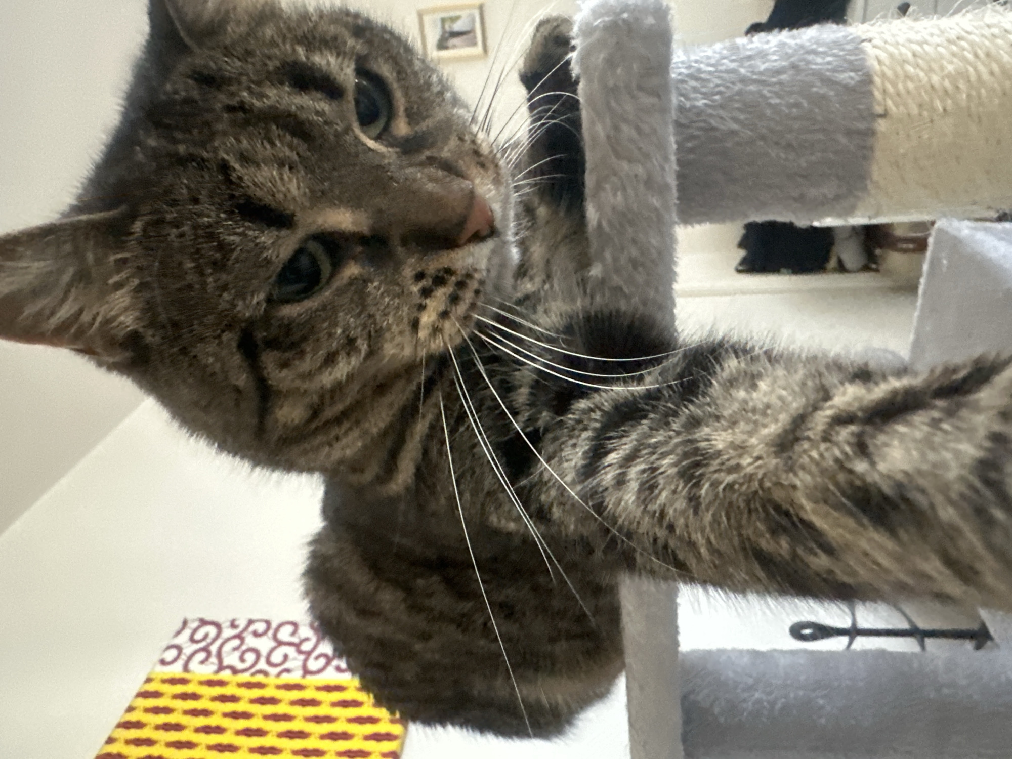 A domestic tabby cat is captured in a close-up, low-angle shot, looking directly at the viewer with curious green eyes. Its brown and grey striped fur is prominent, as are its long, white whiskers and pink nose. The cat is positioned on a multi-level cat tree, with one paw resting on a grey, plush-covered post and its body partially wrapped around another section of the tree, which features both plush fabric and sisal rope in shades of light grey, dark grey, and cream.
The background is simple, featuring a white wall on the left and a small, framed picture hanging higher up. Below the cat, a brightly patterned object in yellow with red/brown designs is partially visible, possibly a mat or cushion. Behind the cat tree, blurred objects, potentially shoes or bags, are visible on a light-colored floor. A dark, metallic, hook-like fixture is also visible attached to the cat tree support structure. The lighting suggests daytime indoors. The cat appears playful and engaged with its surroundings. No visible text is present in the image. The scene takes place in Châtenay-Malabry, France.