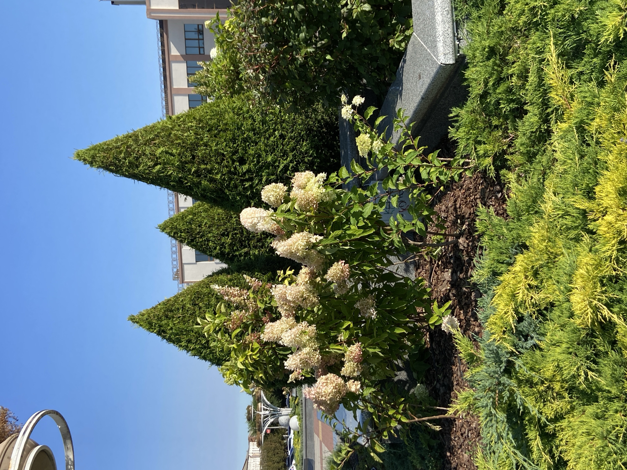 The image depicts a well-maintained garden area in an urban setting. In the foreground, a variety of low-lying evergreen shrubs, some with bright yellow foliage, create a textured carpet. Behind these, a cluster of hydrangeas with pale cream-colored blooms are visible, interspersed with vibrant green foliage. Towering conical evergreen trees stand as a backdrop to the hydrangeas, their dark green forms contrasting with the bright blue sky. Beyond the trees, a modern building with a light-colored facade and dark-framed windows is partially visible. The scene is bathed in bright sunlight, casting distinct shadows. The ground in the garden appears to be covered with mulch. The overall impression is one of a clean and orderly public space, possibly a park or a landscaped area outside a commercial or institutional building.