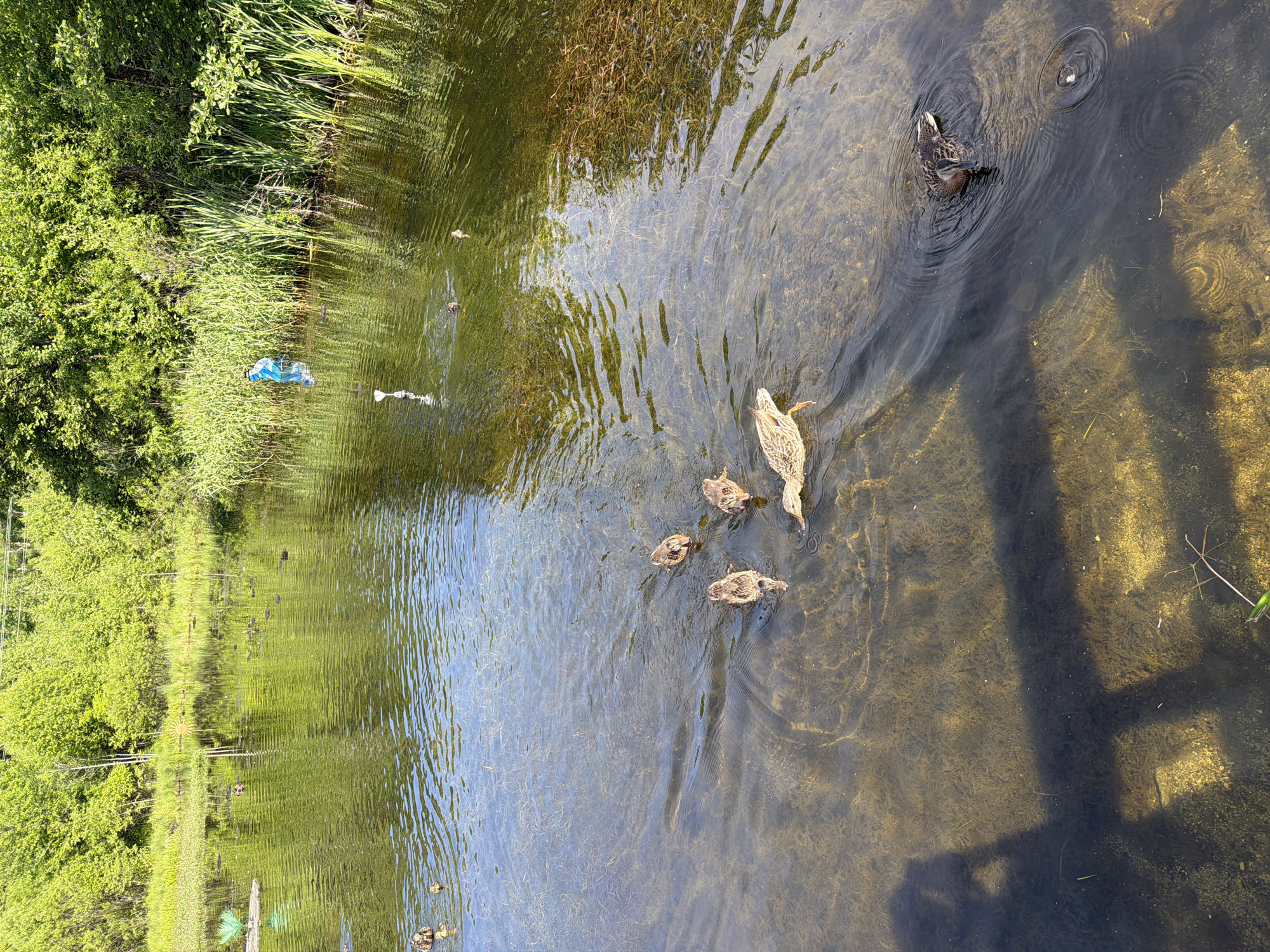 A flock of ducks, including one adult and four ducklings, are swimming in a body of water surrounded by lush green trees and reeds. The water is clear, revealing the sandy bottom with aquatic vegetation. In the background, a blue figure, possibly a scarecrow or a person in a blue garment, stands near the reeds. The scene is illuminated by sunlight, creating reflections on the water's surface. A shadow of a fence or railing is visible in the foreground. The image appears to be taken on a sunny day in an outdoor natural setting, possibly a pond or a lake.