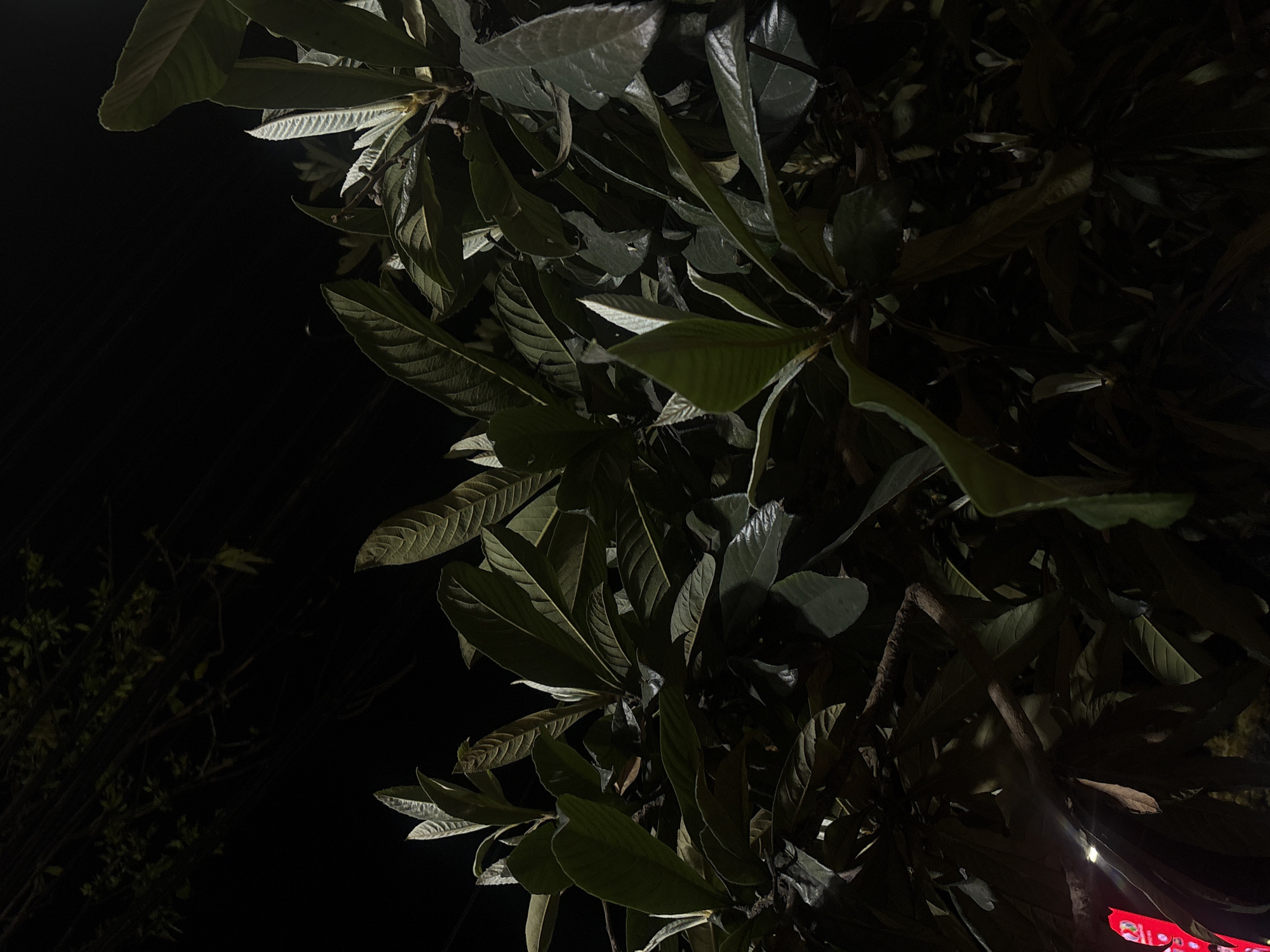 The image captures a dense cluster of dark green foliage at night, likely from a tree or large shrub. The majority of the frame is filled with large, oblong leaves, many displaying prominent veins and a leathery texture. Some leaves are illuminated by an unseen light source, highlighting their edges and creating strong contrasts with the deep shadows that shroud much of the plant. The undersides of some leaves appear lighter and possibly fuzzy, particularly noticeable on the upper left and middle right.
The background is entirely black, indicating a nighttime setting. To the far left, faint outlines of additional branches and foliage can be discerned against the darkness. In the bottom right corner, a small portion of a bright red object with internal lighting is visible. This appears to be part of an illuminated sign, possibly electronic, displaying blurry white or light-colored shapes that are too indistinct to be read as text or identified as specific graphics. The scene is static, focusing on the natural elements within what appears to be an urban environment, given the artificial light and the presence of a sign. The image was taken in Mexico City, Mexico.