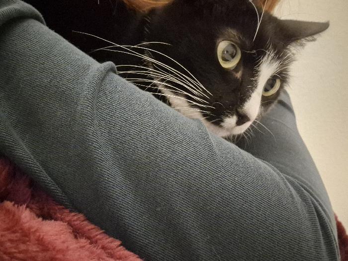 A tuxedo cat with striking white whiskers is cradled in a person's arms. The cat's alert, green eyes are focused to the right. It has a white patch on its nose. The person wears a blue-gray, ribbed-knit long-sleeved shirt. A soft, fuzzy, reddish-pink blanket is visible at the lower left of the frame, adding a cozy element to the scene. The background is a soft, neutral color.