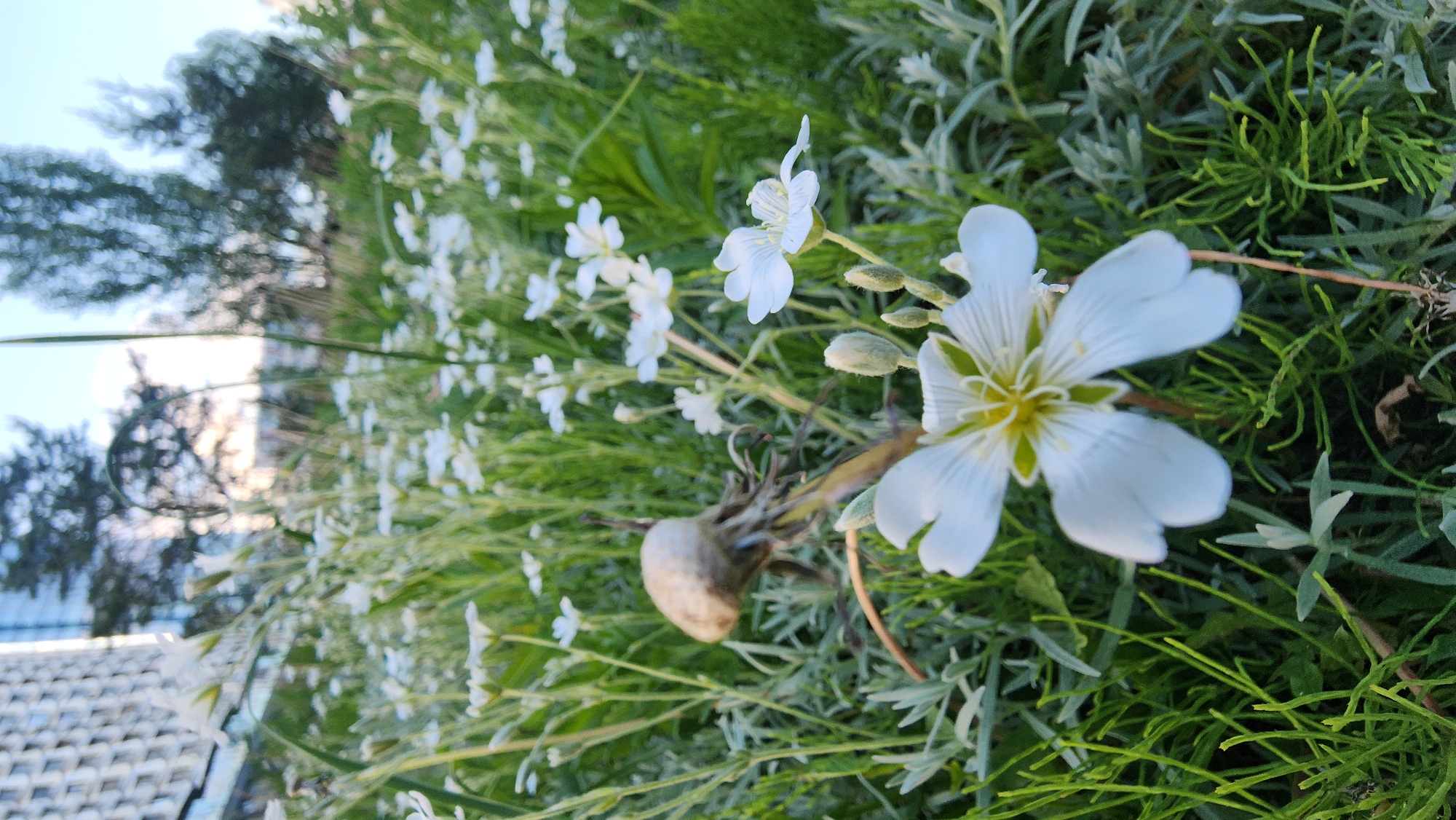 The image shows a close-up of white flowers in a grassy area, potentially a garden or park. The location may be Moscow, Russia. The flowers have five petals each with a distinct yellow center. There are other smaller white flowers and green grass and plants. There is a pale-colored bulb-like object with a rough texture on the ground near the base of one of the flowers. In the background, there are trees and a partially visible building. The sky appears light blue.