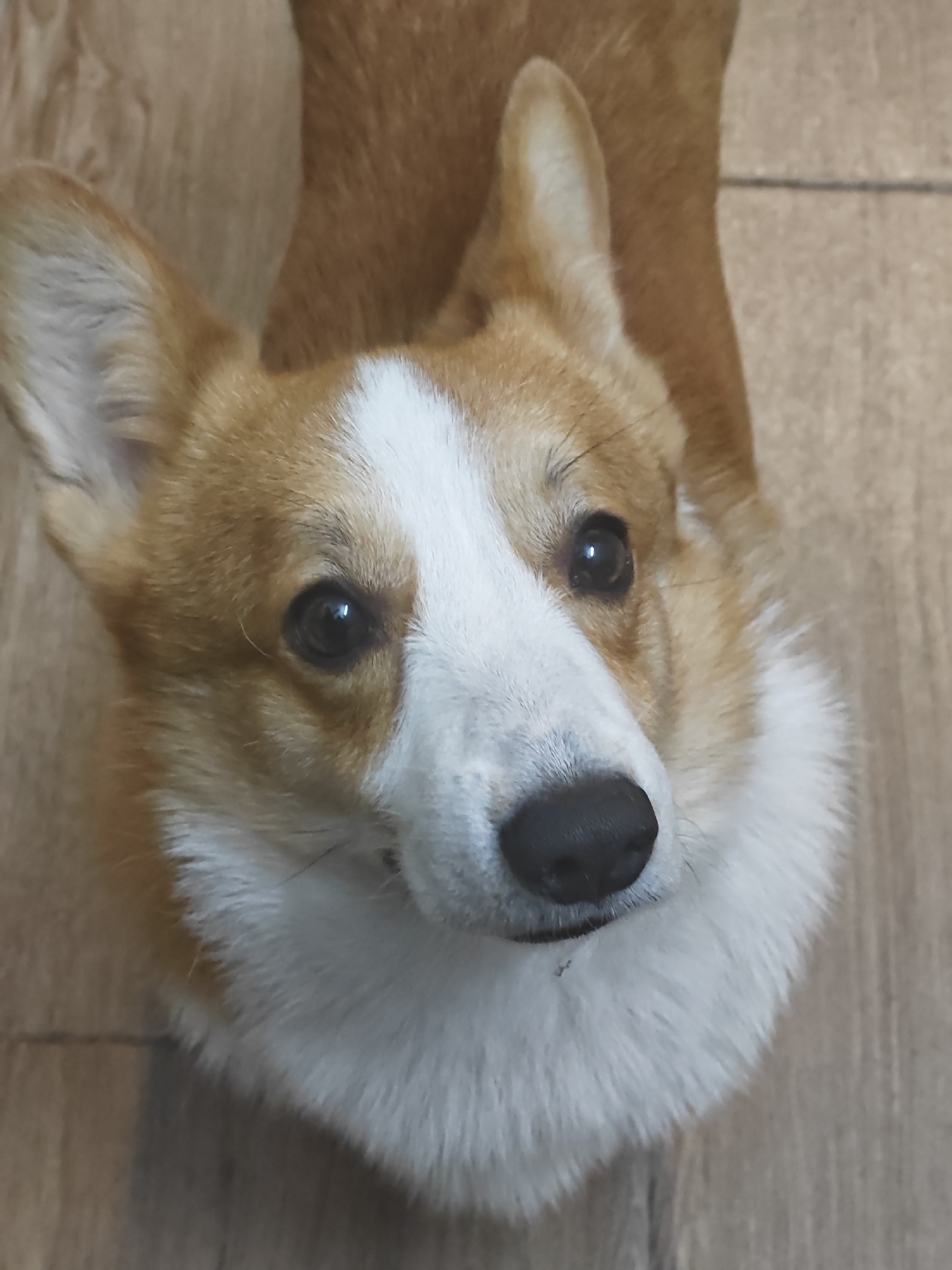 The image shows a close-up, overhead view of a Pembroke Welsh Corgi's head and upper chest, lying on a wooden floor. The dog has distinctive tan and white fur. Its ears are perked up, and its dark eyes are looking directly at the camera. The nose is black. The dog's fur is fluffy, especially around its neck, forming a white ruff. The wooden floor appears to be made of light-colored planks. The lighting is even, suggesting an indoor setting. There is no indication of the city of Đà Nẵng, Vietnam, or any specific location within it.