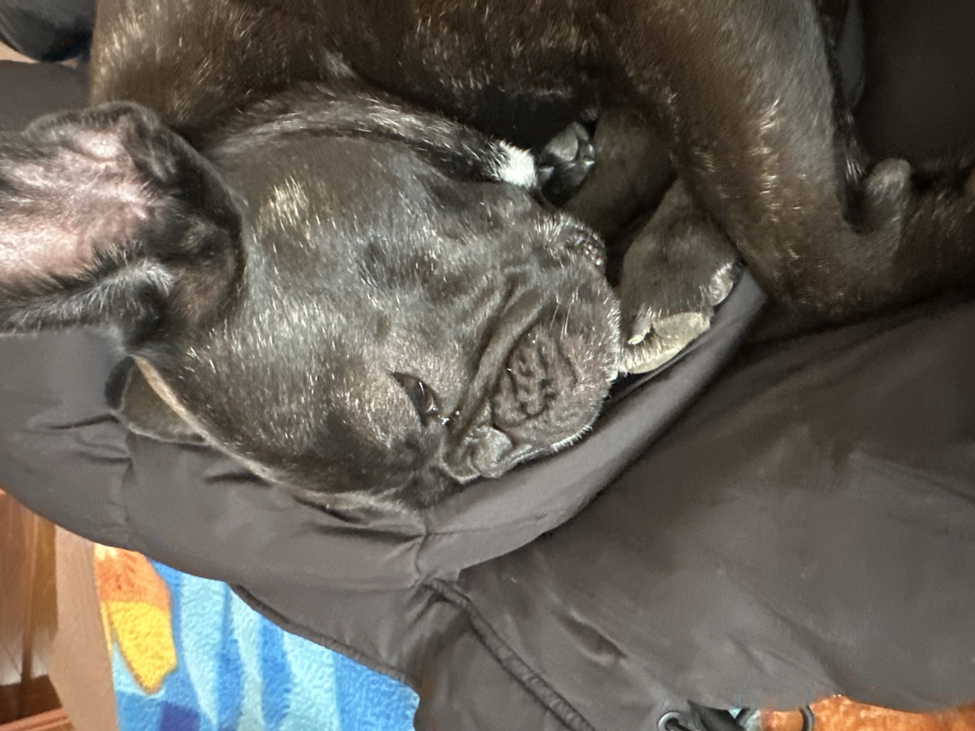 A close-up shot shows a black French Bulldog sleeping soundly on a dark brown jacket. The dog is curled up, its head resting on the jacket. Its fur is shiny and dark, with a hint of brindle. The jacket appears to be a puffy winter coat, and it is resting on a colorful blanket with shades of blue, orange, and yellow. The backdrop includes a partial view of a wooden object. The location is not discernible as Plovdiv, Bulgaria based on the image content.