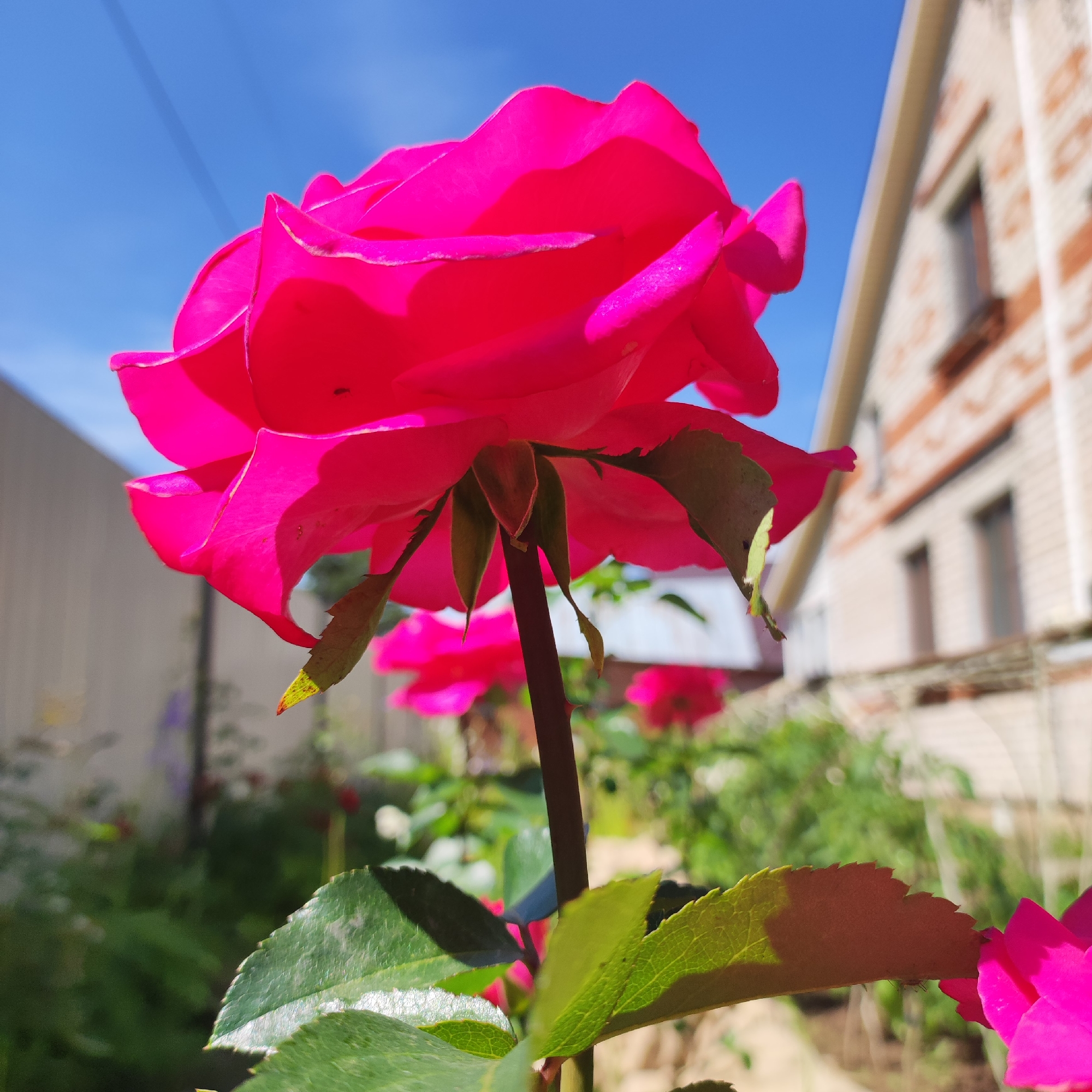 This is a close-up, low-angle, outdoor photograph of a vibrant pink rose in bloom. The rose is the primary subject, positioned in the foreground and dominating the frame. Its petals are unfurled, showcasing a rich, saturated pink hue. The lighting suggests it is a bright, sunny day, with sunlight casting highlights and shadows across the petals, emphasizing their texture.
Behind the rose, out of focus, is a background consisting of greenery, other pink flowers, and elements of a residential area. A building with brick and white siding is visible on the right side of the image, featuring windows with dark frames. A light-colored fence runs horizontally in the mid-ground to the left. The sky is a clear, bright blue. The overall impression is one of a garden setting on a warm, sunny day.
While the image depicts a common garden scene, its specific location within the city of Navoloki, Russia, cannot be determined from the visual information provided. The scene itself does not contain any specific landmarks or contextual clues that would link it to Navoloki. The photograph captures a natural element, a rose, in an urban or suburban residential environment. There are no people present in the image.