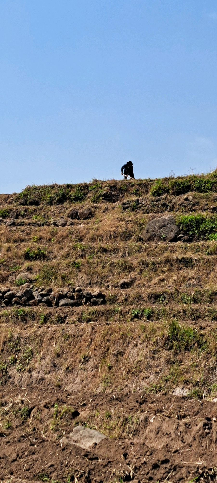 A lone figure, dressed in dark clothing and a hat, is crouched on a terraced hillside, digging with a tool. The hillside is covered in dry grass and soil, with visible rows of stones creating the terraces. The sky is a clear, bright blue. The scene appears to be in a rural or agricultural setting.