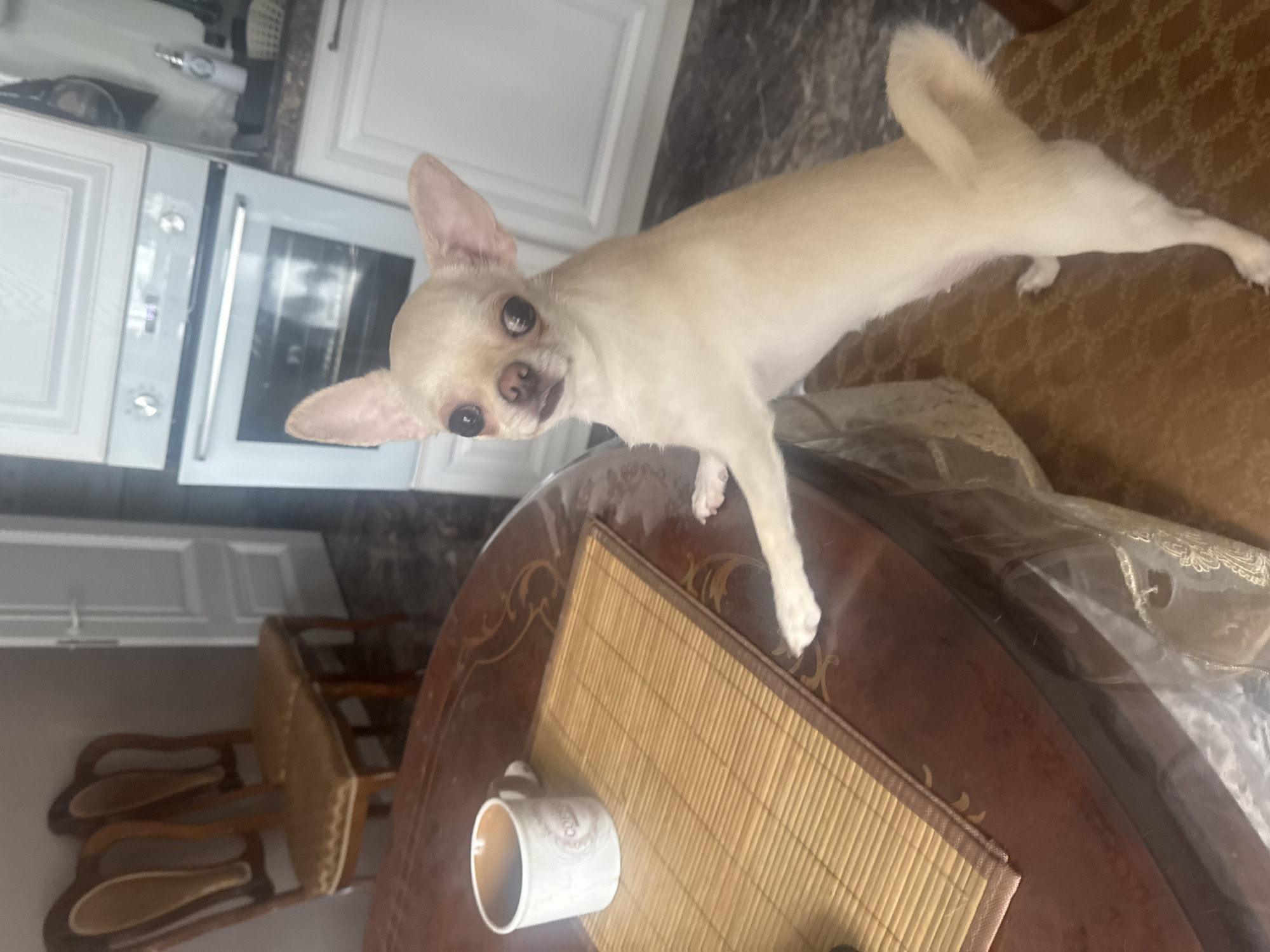 In an indoor domestic setting, likely a kitchen or dining area, a small, light-colored Chihuahua dog stands on its hind legs, leaning against the edge of a dark wood, oval-shaped table. The dog's front paws rest on the table's surface. On the table, to the left of the dog, is a white mug with a handle and a brown interior, positioned on a woven bamboo placemat. The table is covered with a clear plastic sheet. In the background, a white kitchen oven with a glass door is visible, along with white kitchen cabinets. To the left of the oven, two ornate wooden chairs with light-colored upholstery are present. The flooring appears to be tiled or stone. The overall impression is a casual, home environment. The location in Novosibirsk, Russia, is not indicated by any visible elements in the image.