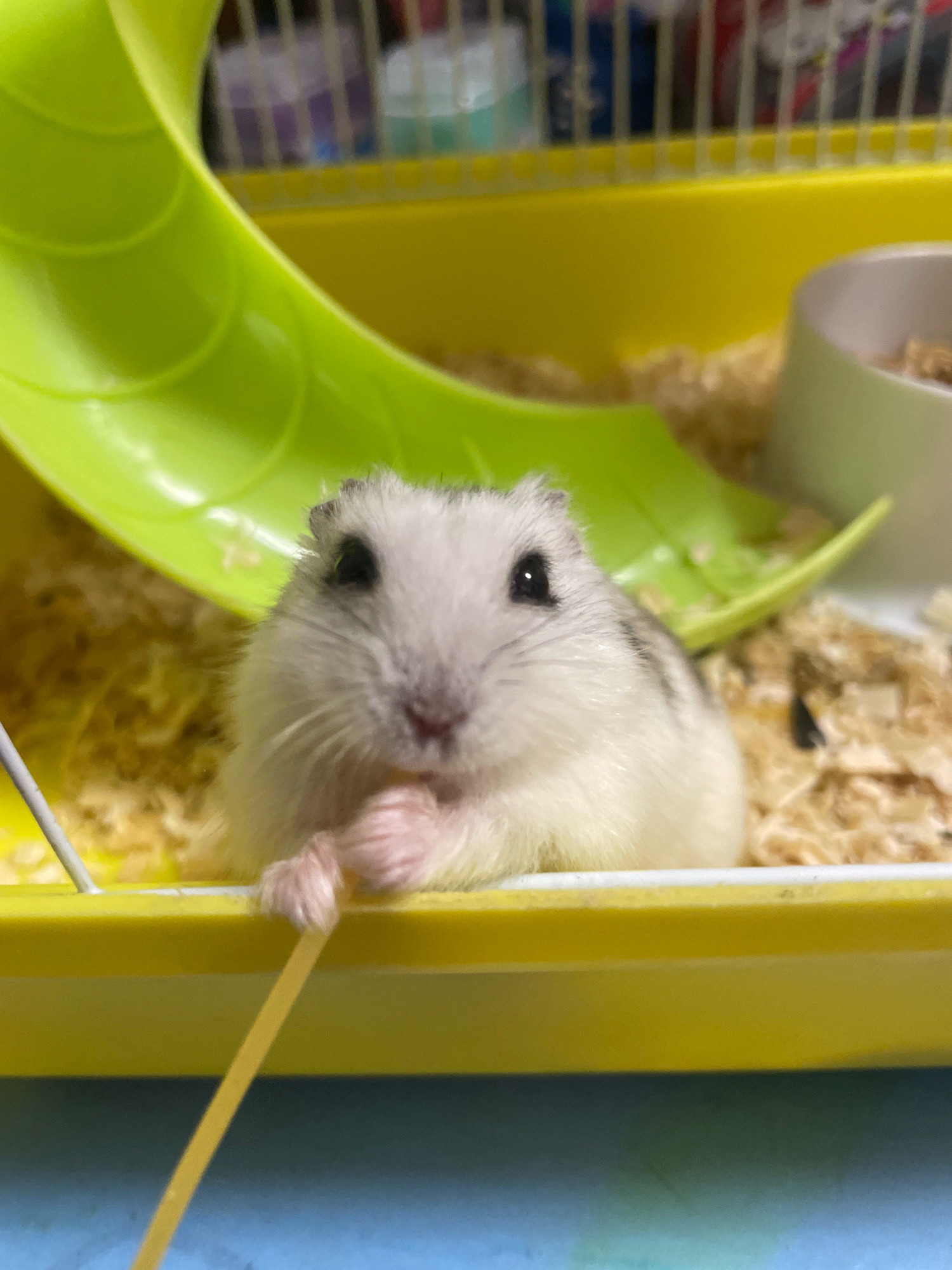 A close-up, eye-level shot shows a small, white and grey hamster in a yellow plastic cage. The hamster is facing the camera with its paws held in front of its mouth and appears to be holding a thin, yellow object, possibly a piece of food or bedding. Behind the hamster, a bright green plastic slide is visible, as is wood shavings that fill the bottom of the cage. In the background, the out-of-focus bars of the cage and other colorful objects are visible. The scene is lit by a soft, overhead light source. The location is not specified to be in the city of Baranovka, Russia.