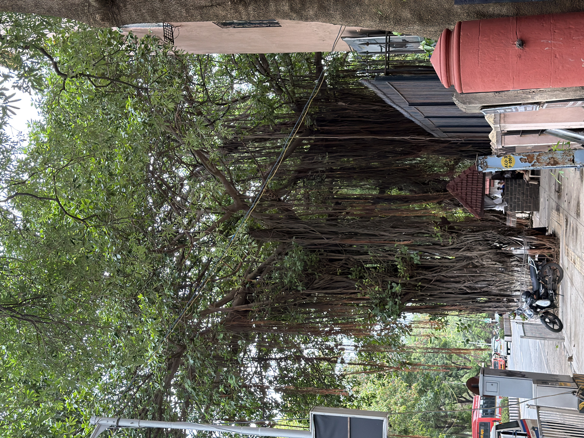 An overhead view of a dense canopy of a large banyan tree with aerial roots hanging down to the ground, casting shadows on a sidewalk. The tree is located in front of a building with a pink facade and a black wrought-iron fence. In the background, a busy street with traffic, including a red bus and cars, can be seen. A parked motorcycle is visible on the sidewalk near the tree. There is a small shrine-like structure under the tree and several people are present in the vicinity. The overall scene depicts a street in Mumbai, India, characterized by its lush greenery and urban environment.
