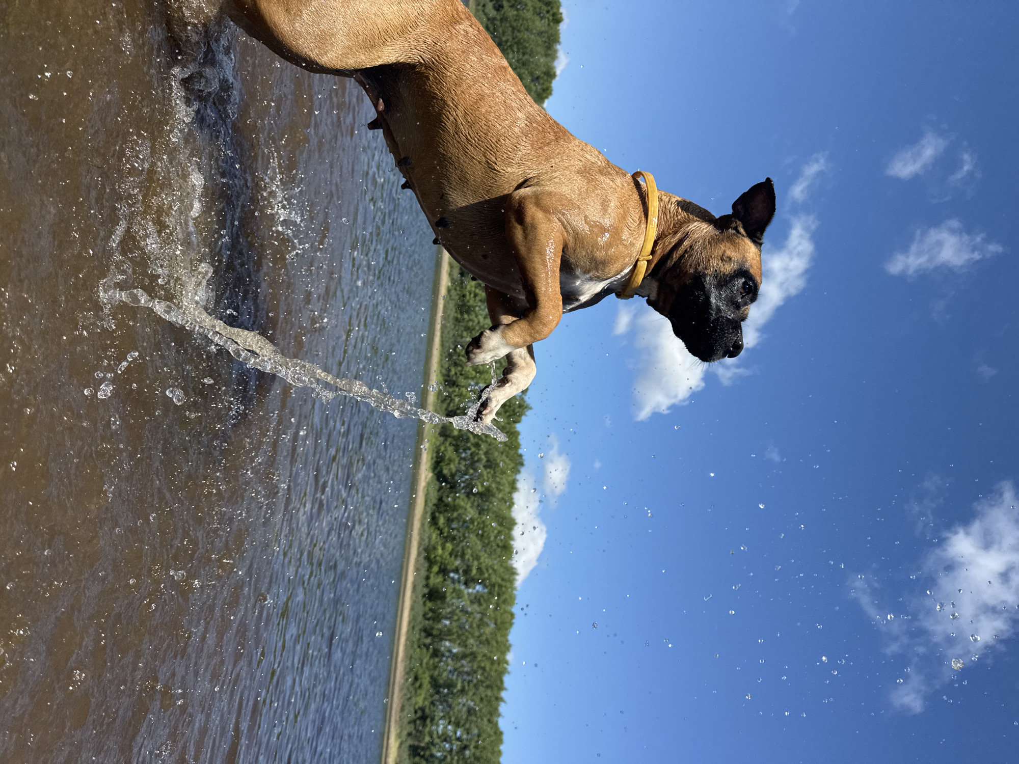 A brown boxer dog, wearing a yellow collar, is captured mid-air as it jumps out of the water of the Kama River. The dog's paws are extended forward, and a stream of water is spraying from its front left paw. The dog is looking up and to the right, with its mouth open. The water is brown and choppy, with many splashes and droplets visible. In the background, a line of green trees borders the river, and a bright blue sky with scattered white clouds fills the upper portion of the image. The scene appears to be a sunny day, likely in the city of Chaikovsky, Russia, known for its location on the Kama River.