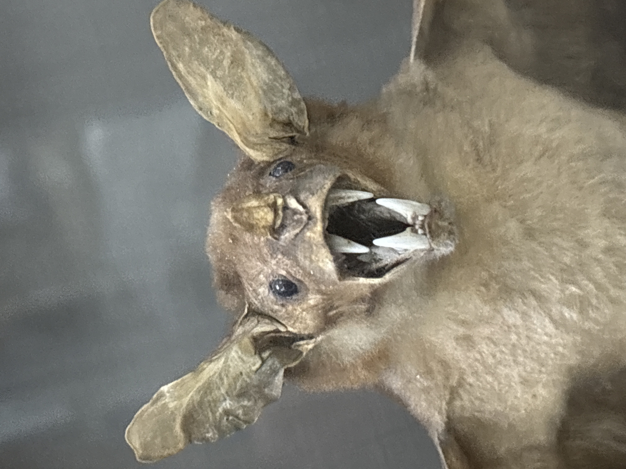 The image is a close-up, head-on, slightly low-angle, medium shot of a taxidermied bat. The bat has large, pointed ears, dark eyes, and a mouth open to reveal two prominent, sharp, white canine teeth. Its fur is a light brown color, and its body is only partially visible. The background is a plain, out-of-focus gray. There is no indication of the location in the city of Saint Petersburg, Russia, or any other environmental details.
