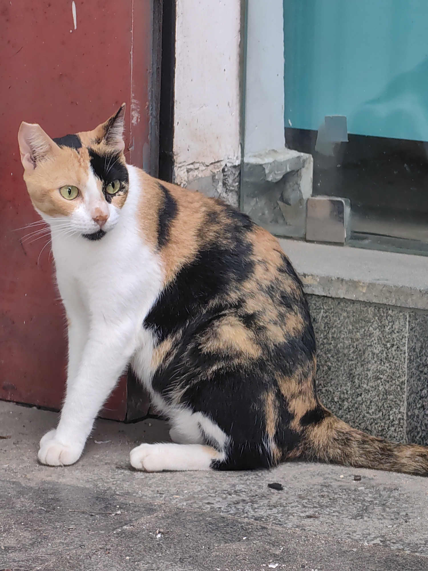 An adult calico cat with white, black, and orange patches sits on a textured concrete surface in front of a weathered red metal door. The cat's fur is predominantly white on its chest and legs, with striking patches of black and orange adorning its back and head. Its ears are pointed, and its green eyes are alert, looking slightly to the left. Behind the cat, a light-colored textured wall meets a glass panel tinted teal, reflecting a blurry, indistinct scene. The ground is rough and uneven, scattered with small debris. The overall environment suggests an urban setting, possibly a doorway or shopfront.