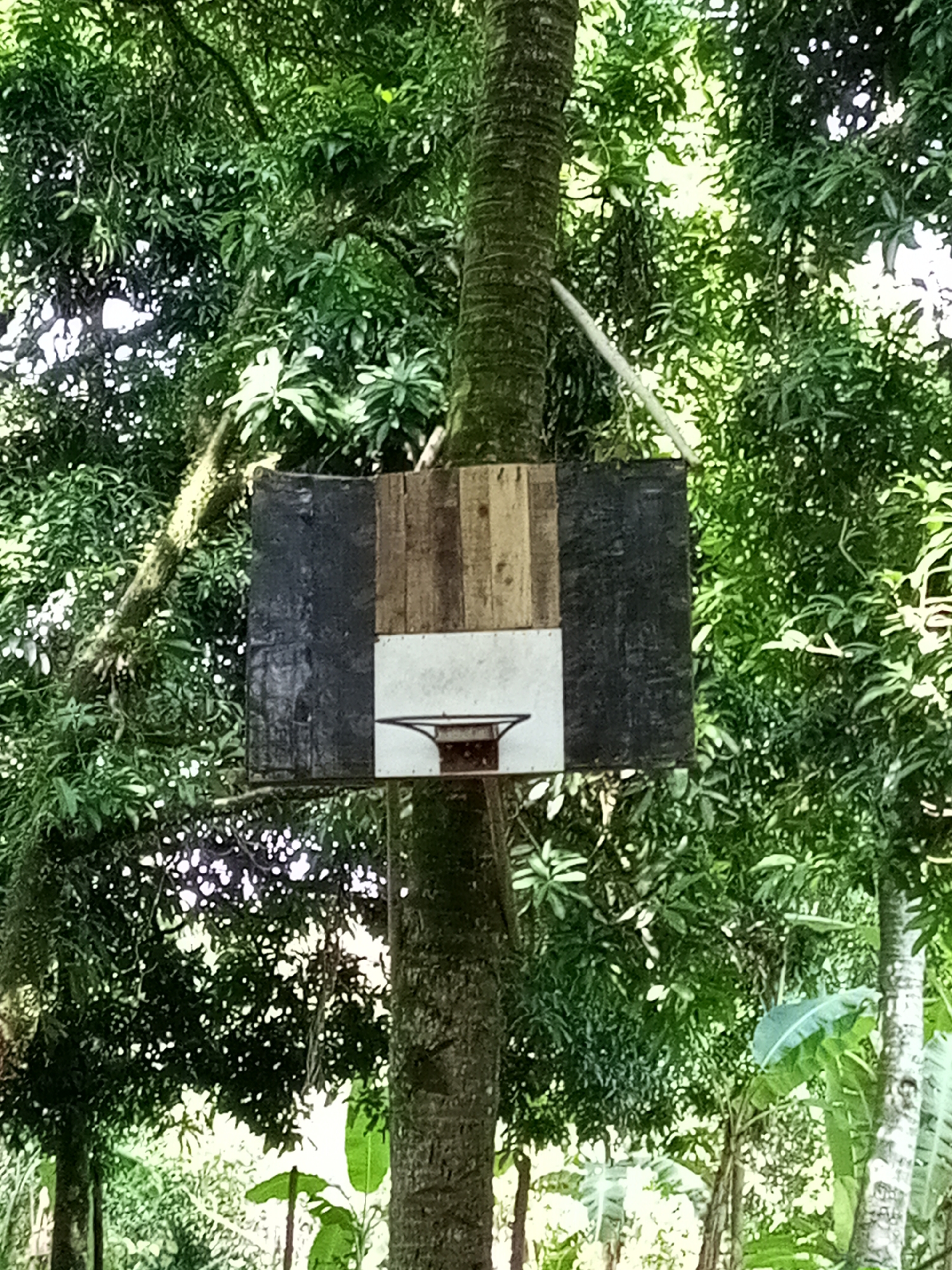 A basketball hoop and backboard are affixed to a tree trunk in a wooded area. The backboard appears to be constructed from repurposed materials, including planks of wood and painted sections. The hoop is metal. The location is likely in Davao City, Philippines, based on the tropical vegetation.