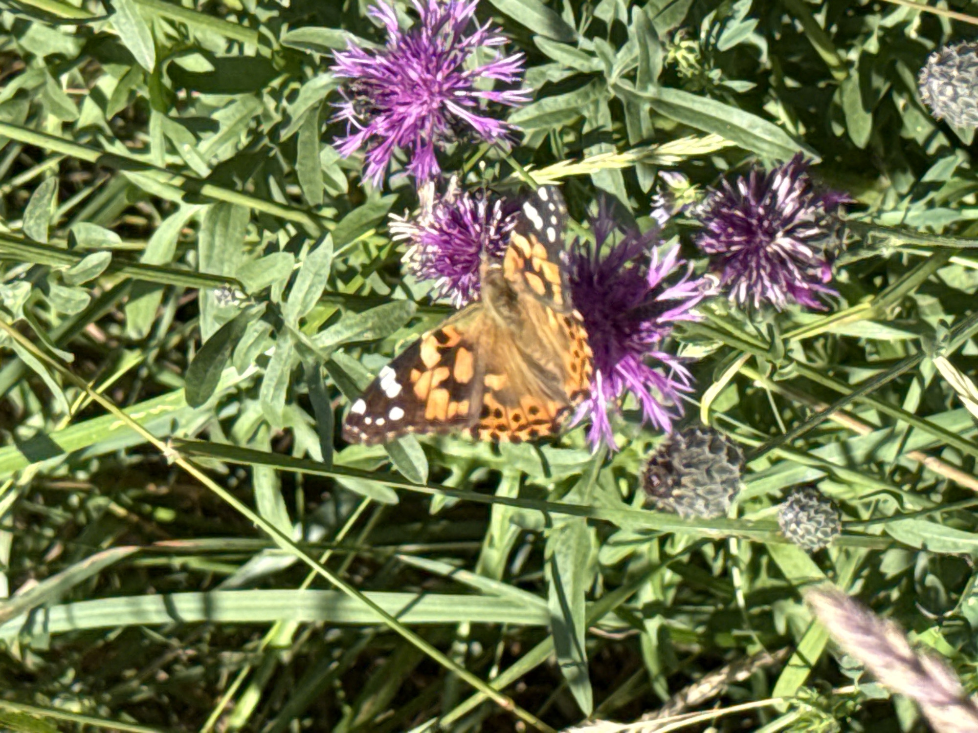 A butterfly with orange and black markings, likely a Painted Lady (Vanessa cardui), rests on a purple thistle-like flower. The butterfly's wings are partially open, revealing intricate patterns. The flower is surrounded by lush green foliage, with other similarly colored flowers and seed heads visible in the background. The scene appears to be a natural outdoor setting, possibly a meadow or garden, in Kołczewo, Poland. The lighting suggests it is daytime, with sunlight filtering through the leaves, creating dappled shadows. No people are present in the image.