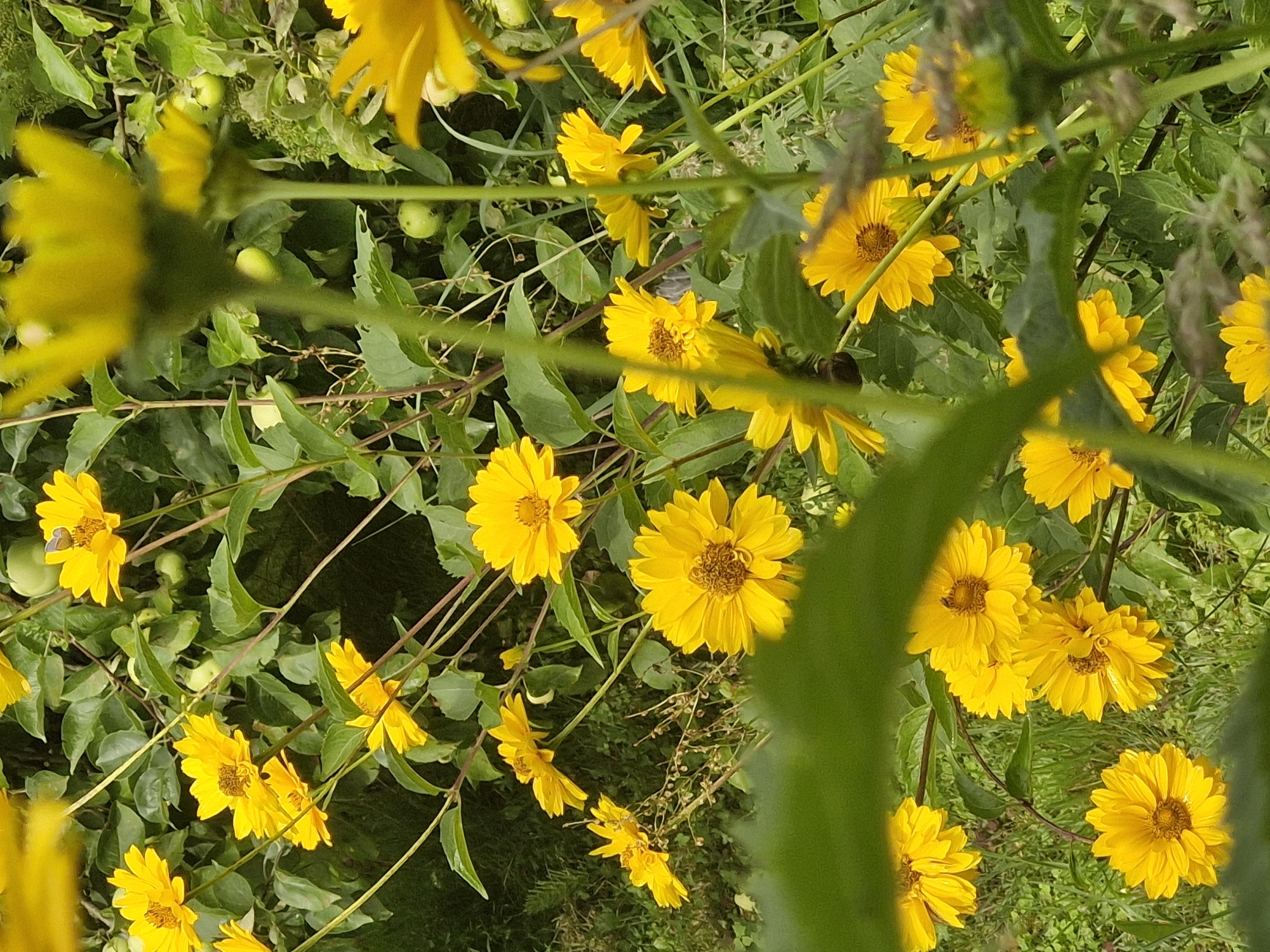 This image depicts a dense cluster of yellow flowers, possibly Black-eyed Susans, growing in a naturalistic setting. The flowers vary in their stage of bloom, with some fully open and others partially closed. Green leaves and stems are abundant, creating a lush backdrop. In the upper right quadrant, a few small, green, unripe fruits are visible, suggesting the presence of a tree or shrub within the floral arrangement. A tiny butterfly, with light brown and white markings, is perched on one of the flower petals. The lighting suggests an outdoor daytime scene, with sunlight filtering through the foliage. The overall impression is one of a vibrant, overgrown garden or natural area. The context of this scene in Ķekava, Latvia, implies an outdoor, possibly rural or suburban, environment characteristic of the Latvian landscape.