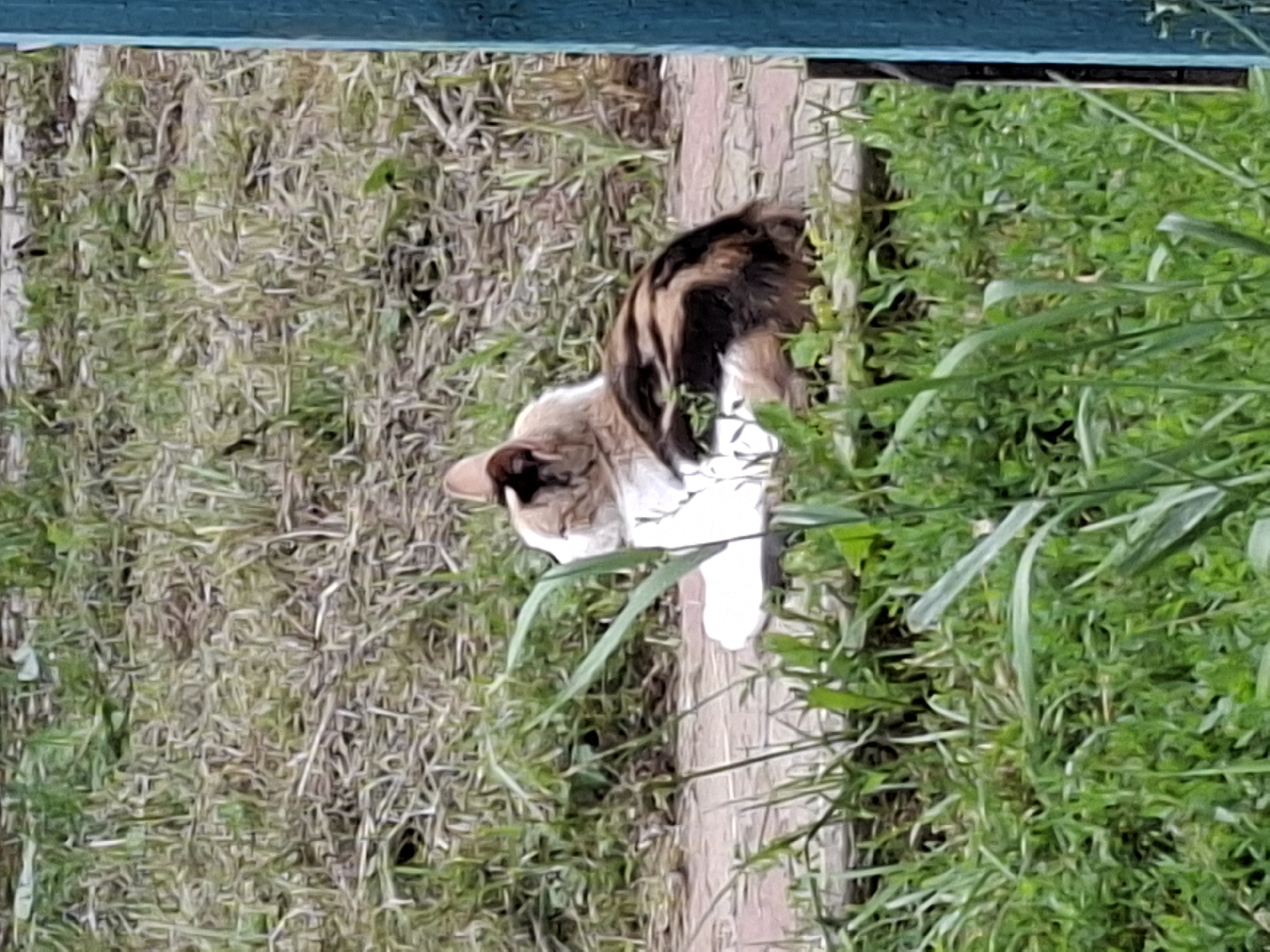 An outdoor, medium shot shows a calico cat from behind, resting on a paved surface. The cat is primarily white with patches of black, brown, and orange fur on its back and tail. It is facing away from the camera, with its head turned to its left. The cat is surrounded by lush green grass and dried foliage. To the right of the cat, a vertical blue wooden post is partially visible, suggesting it might be part of a fence or building. The ground appears to be a brick or stone pathway. The scene is captured in natural daylight.