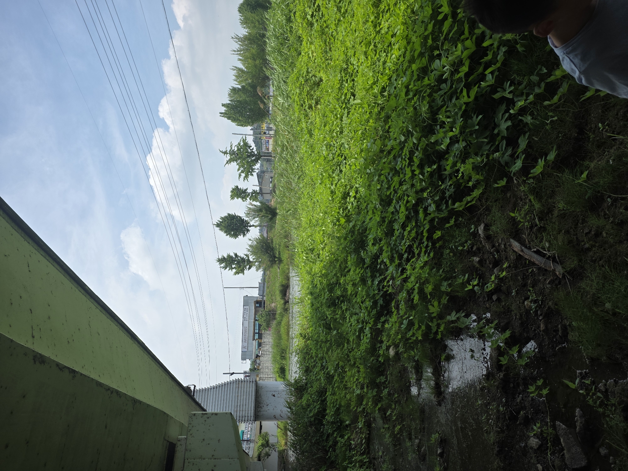 The image depicts a scene beneath an overpass in Anseong-si, South Korea. A vast expanse of lush green vegetation dominates the foreground, with a shallow body of murky water or mud visible on the left. In the background, a river or stream flows gently, bordered by more vegetation and trees. Further in the distance, a building with the sign "K MOTORS" is visible, suggesting a commercial area adjacent to the natural landscape. Power lines crisscross the bright blue sky, punctuated by scattered white clouds. A portion of a young boy's head and shoulder, wearing a light blue shirt, is visible in the lower right corner of the frame, indicating his presence at the scene. The overall impression is one of a transitional space between urban development and nature.