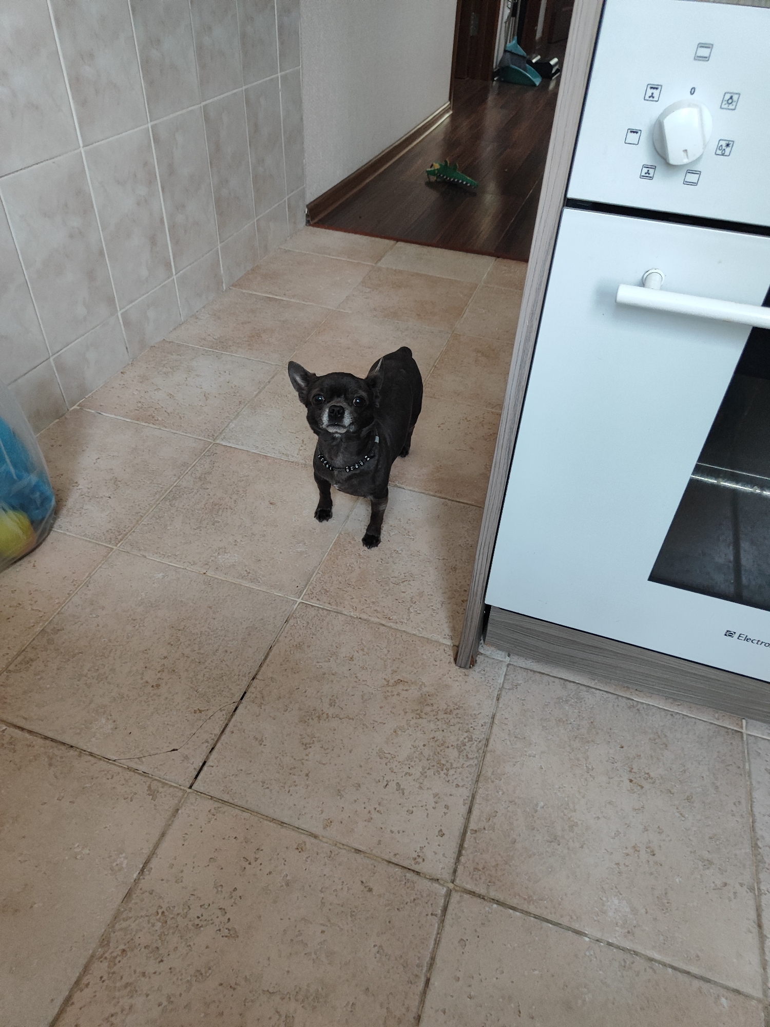 A small black dog stands on a tiled floor, looking towards the camera. The dog is wearing a black collar with silver studs. To the right of the dog is a white oven with a wooden trim. The oven has a handle and control panel with various symbols. In the background, a hallway with a wooden floor is visible, with a toy alligator on the floor and a broom leaning against the wall. To the left of the dog, a clear plastic bag filled with blue and yellow objects is partially visible. The walls are tiled in a light beige color. The scene appears to be in a residential kitchen or hallway. There is no indication of the city of Almaty, Kazakhstan.