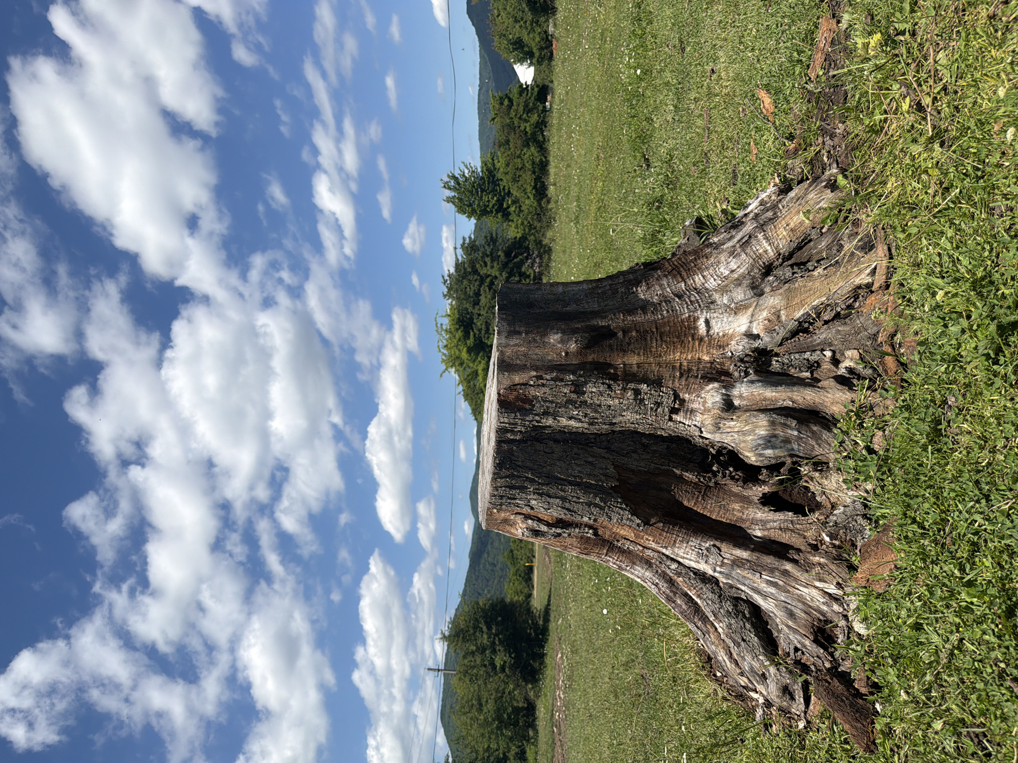 This media file captures a close-up view of a weathered tree stump in a grassy, outdoor setting. The stump, with its rough bark and deeply grooved texture, is the primary subject and occupies the right side of the frame. The background reveals a lush green field that slopes gently upwards, dotted with small white flowers. Beyond the field, a line of dense green trees forms a natural border, with rolling hills visible in the distance. The sky above is a vibrant blue, populated by scattered white, fluffy clouds. A power line is visible stretching across the landscape.
The scene appears to be set in a rural or natural environment, possibly a meadow or hillside. The lighting suggests it is daytime, likely late morning or afternoon, with bright sunlight casting shadows and highlighting the textures of the stump and grass. The weather seems pleasant, with a clear blue sky and clouds indicating fair conditions. There is no visible text in the image. The overall impression is one of a peaceful, natural landscape, with the prominent tree stump serving as a focal point. The image does not contain any people or specific events taking place, focusing instead on the natural elements. The location context suggests this scene is in or near Kamennomostskiy, Russia.