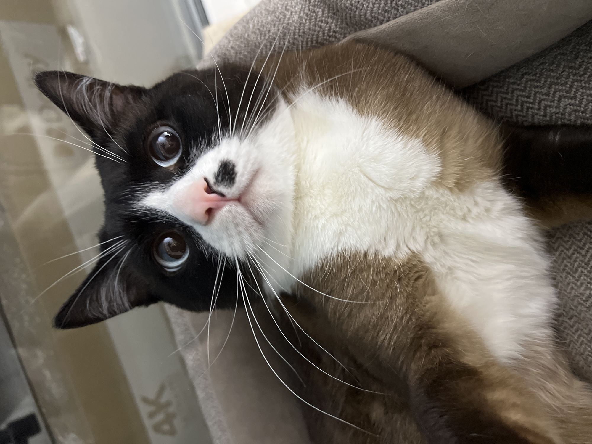 A close-up, medium-shot image captures a cat lying on a light brown patterned surface. The cat is predominantly white on its chest and lower face, with black fur on its head, ears, and around its eyes. Its eyes are a light brown color, and it has a pink nose with a small black spot on the left side. Long, white whiskers extend from its face. The cat appears to be looking upwards towards the camera. The background is blurred, but shows the patterned surface under the cat and a blurry wall behind it. The exact location in the city of Noviy, Russia is not identifiable from the image.