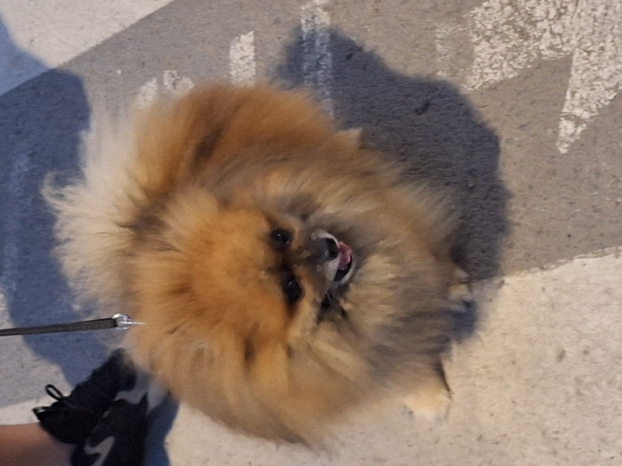 A tan Pomeranian dog is walking on a sidewalk in Varna, Bulgaria. The dog is wearing a black leash. The sidewalk is made of concrete with white markings. A person's legs are visible on the left side of the image, wearing black athletic shoes. The dog's shadow is cast on the ground to the right.