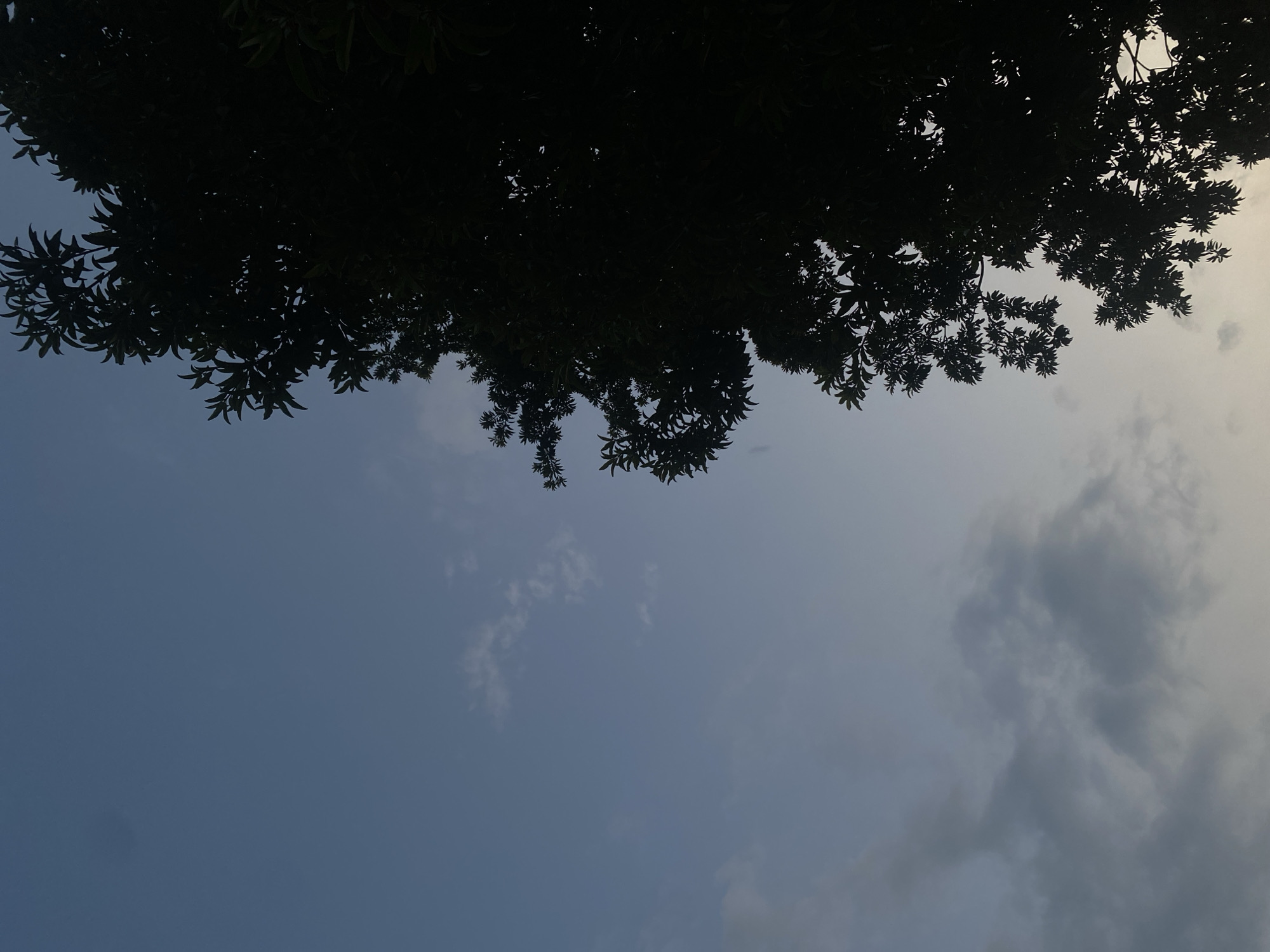The image shows an upward view of a tree canopy against a partly cloudy sky. The branches and leaves of the tree are silhouetted in the upper portion of the frame, obscuring the light. The sky transitions from blue to gray with scattered clouds. The location is Tinaquillo, Venezuela.