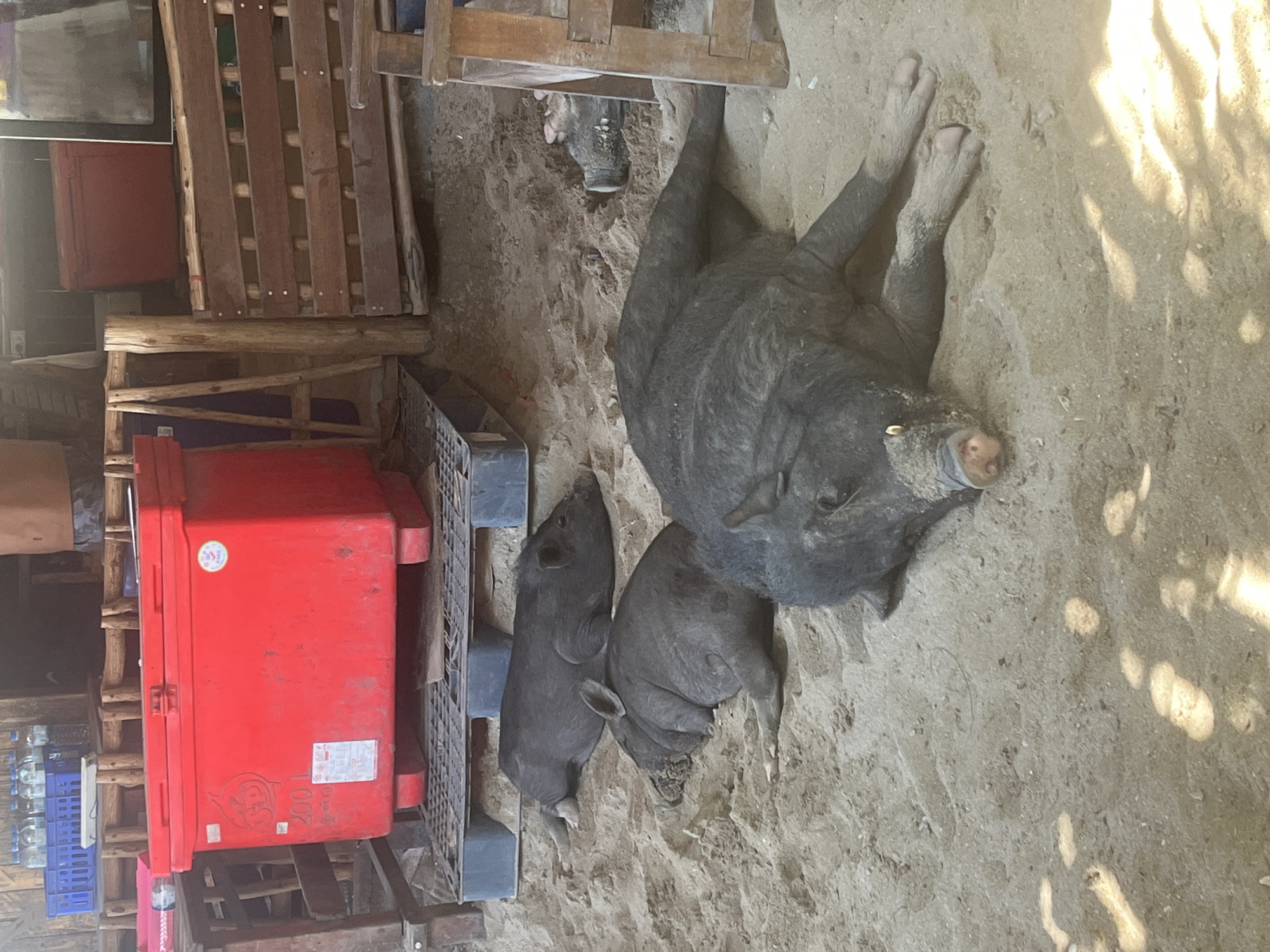 The image, taken in Baan Thong Krut, Thailand, shows three black pigs lying on a sandy surface. A large adult pig is positioned at the top, and two smaller piglets are nestled beside it. A red cooler sits on a gray plastic pallet to the left of the pigs. The background includes wooden structures and other miscellaneous items. The scene is captured in daylight, with some shadows visible on the sandy ground.