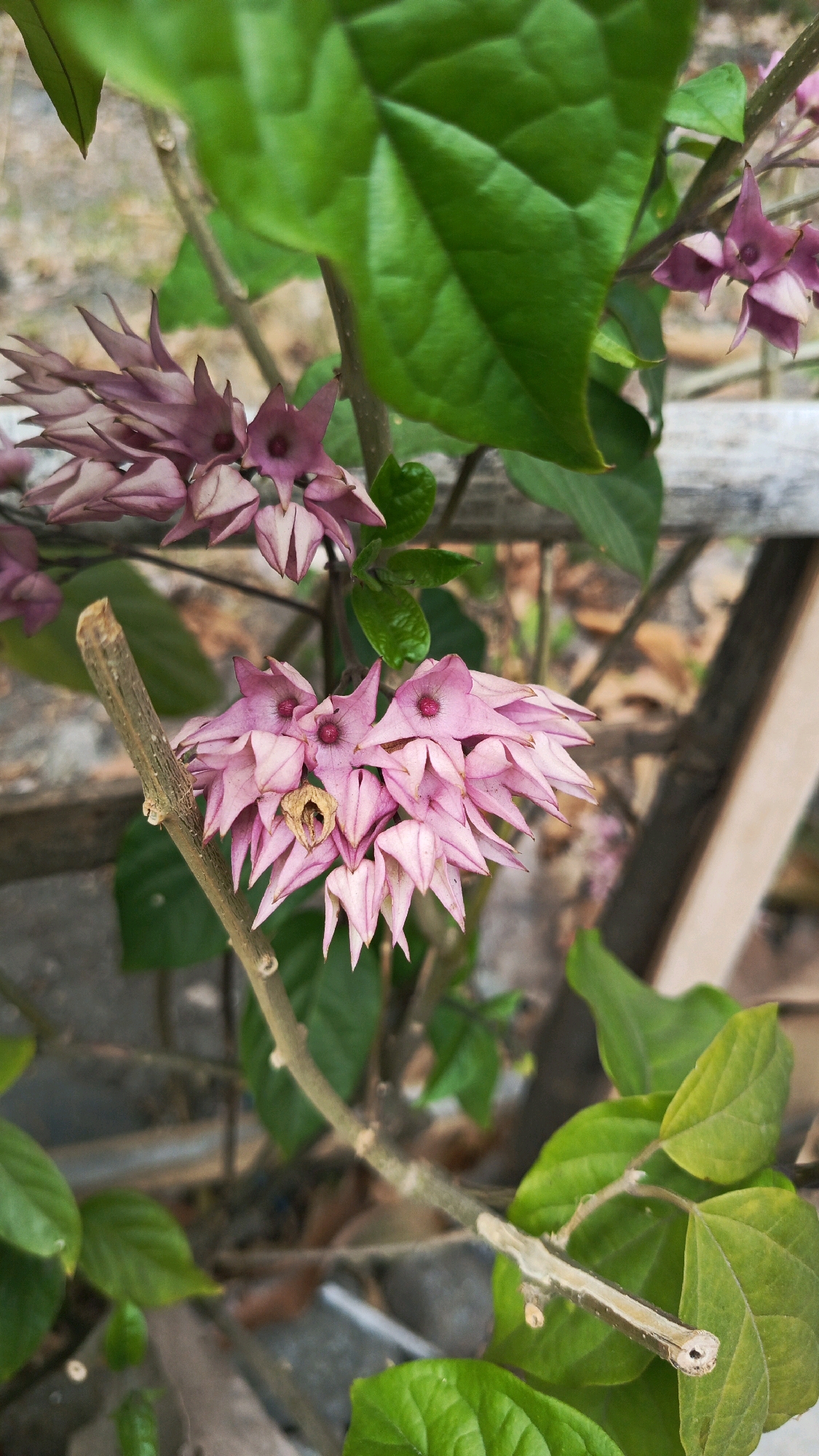 A close-up, vertical, eye-level shot shows a cluster of pink flowers with dark pink centers. The flowers are shaped like bells and are hanging in clusters from a thin, brown stem. The flowers are surrounded by vibrant green leaves. The background is blurred, showing a rough, light-colored surface and some wooden planks. The image appears to be taken outdoors in a natural setting, possibly in a garden or park. The location in Ronowijayan, Indonesia, suggests a tropical or subtropical environment, which would be consistent with the lush foliage and flowering plant.