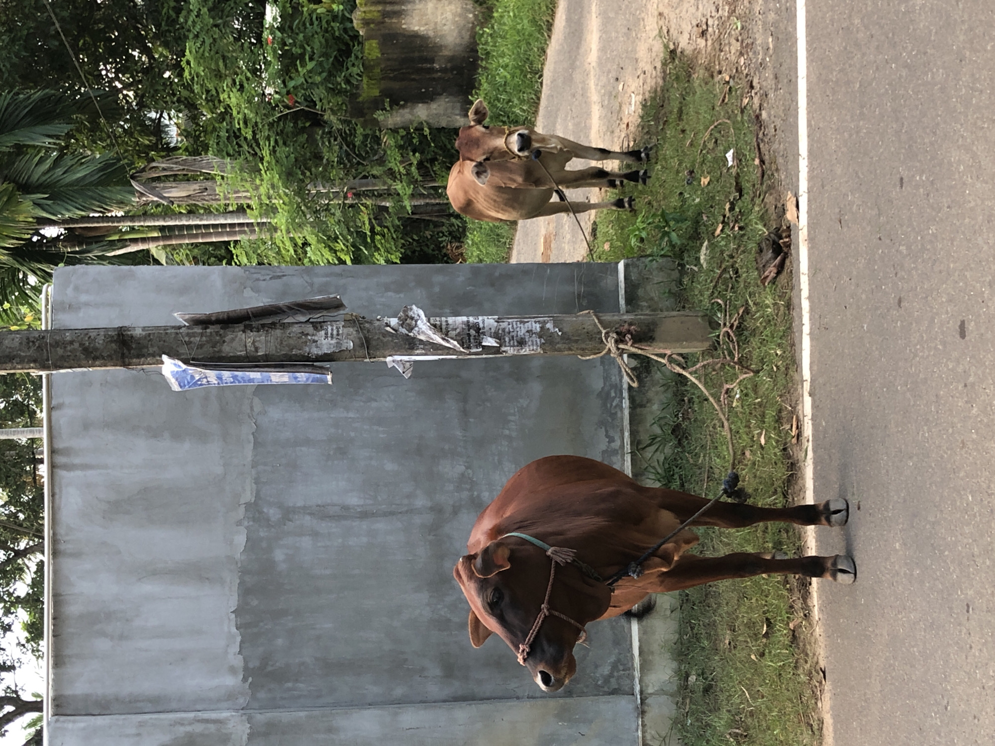 The media file shows two brown cows tethered by ropes. One cow is in the foreground, facing left, with its head lowered. The other cow is in the background, standing on a dirt path, facing the camera. Both cows appear to be calm. They are standing on a grassy area next to a paved road. In the background, there are trees and a concrete wall. The scene appears to be outdoors during the day. The overall impression is one of a rural or semi-rural setting, possibly in Sri Lanka given the location context. There is no visible text in the image.