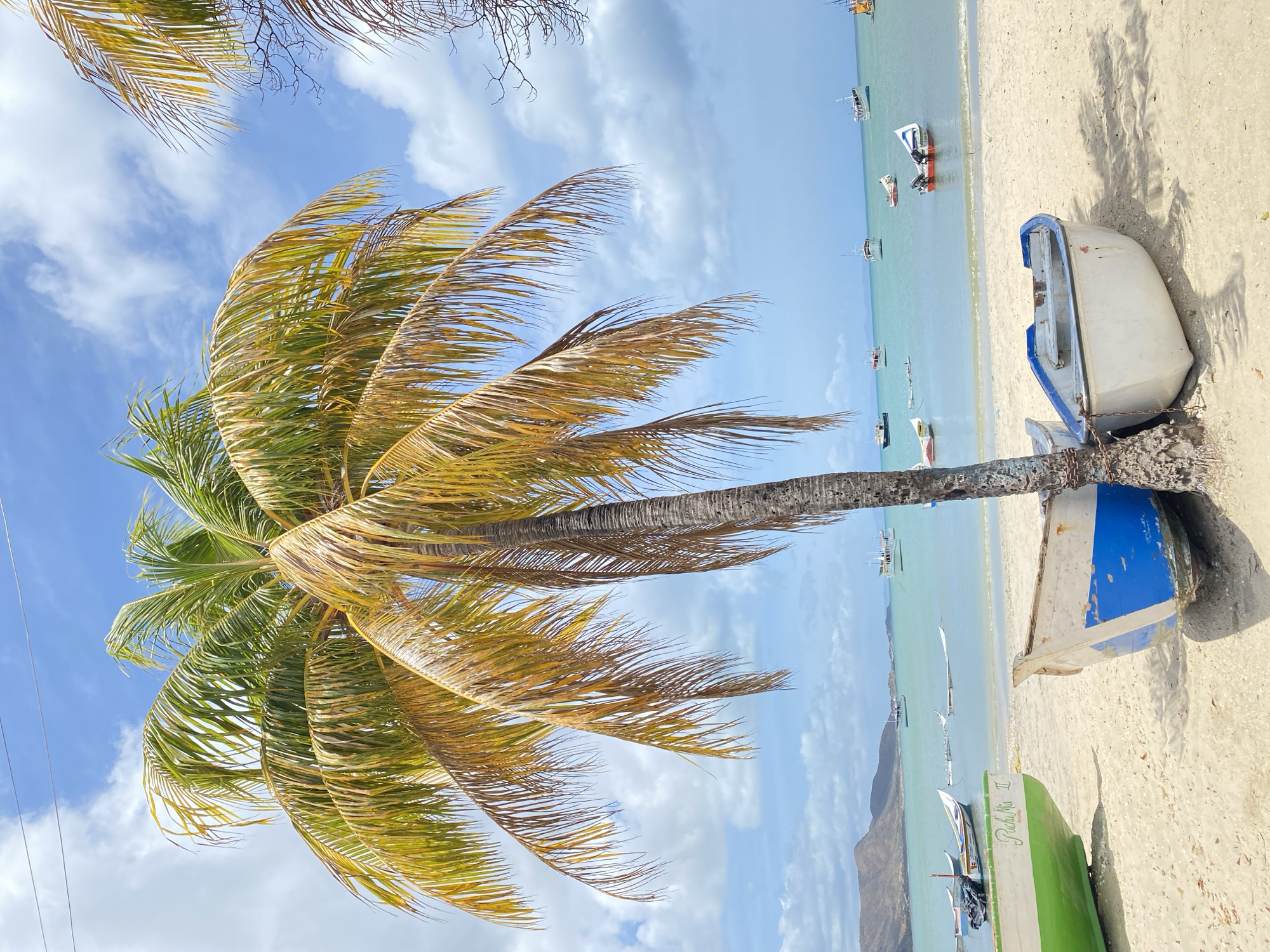 The image captures a coastal scene at Juan Griego, Venezuela, featuring a sandy beach and a palm tree. The palm tree is leaning towards the ocean, with its fronds exhibiting a mix of green and yellow hues. Several small boats are scattered in the turquoise-colored water. On the beach, two beached boats are visible: one painted white with blue accents, and another primarily green. The sky is blue with scattered white clouds.