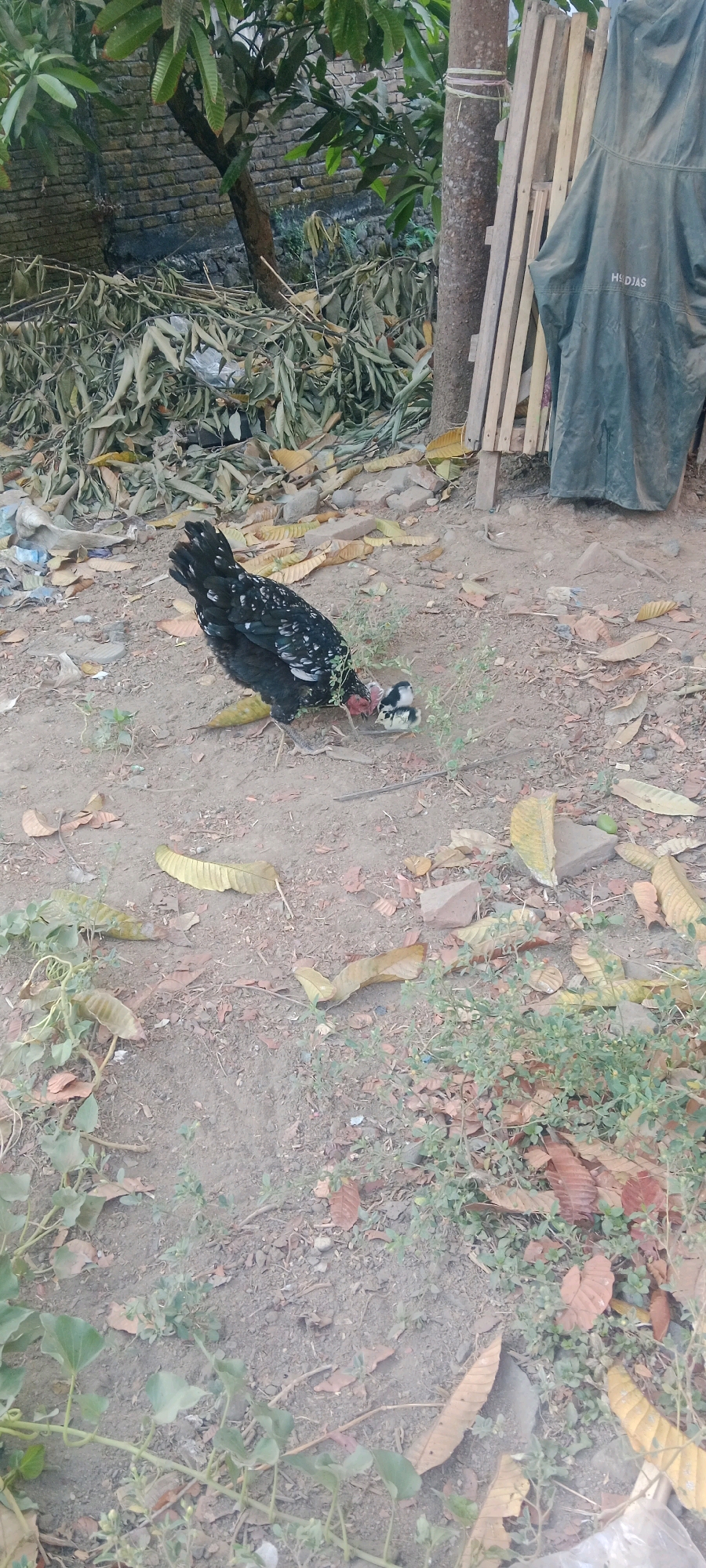 A black and white speckled chicken with a red wattle is pecking at the ground, accompanied by two small chicks. The scene appears to be an outdoor, rural area, likely a yard, in Sengka, Indonesia. The ground is covered in dirt and fallen leaves. In the background, there is a brick wall, a tree trunk with string wrapped around it, and some wooden planks leaning against another tree trunk. A dark green garment with the word "HDJJAS" printed on it is hanging from the planks. The overall environment suggests a somewhat untidy and natural setting.