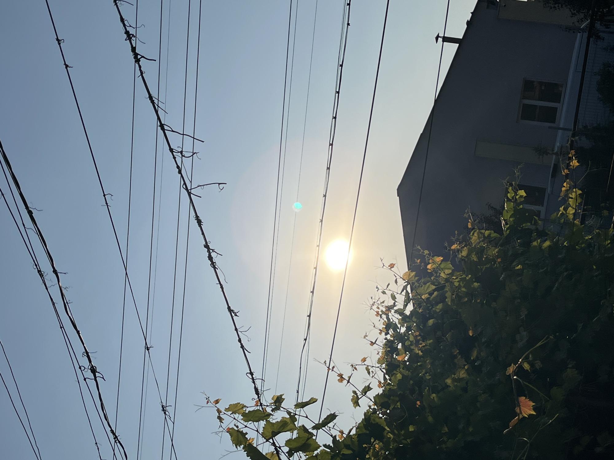 This is an outdoor, eye-level, vertical, medium shot of overhead wires, a sunlit house, and foliage, taken in Ruse, Bulgaria. The sun is setting, casting a warm glow on the scene. The wires are black and strung across the sky, some with small, curly attachments. Below the wires, a light-colored, multi-story house is visible, with a dark gray, sloped roof and several windows. Lush green and yellow foliage, likely from a vine, drapes across the left side of the image and partially obscures the house. The sky is a clear, pale blue, transitioning to a lighter hue near the horizon. There are no people or animals visible in the image.