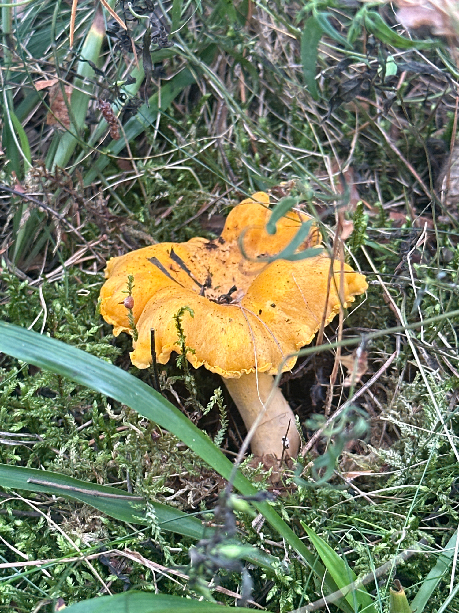 A single chanterelle mushroom with a bright yellow cap is centered in a forest floor scene. The mushroom's cap is wavy and slightly cupped, with some dark specks visible. Its stem is a pale beige color. The mushroom is surrounded by lush green moss, dry brown leaves, and thin blades of grass. The background consists of more moss and vegetation, creating a natural, earthy setting. The lighting suggests an overcast day or shade from trees. The image appears to be taken at a close-up level, focusing on the mushroom and its immediate surroundings. No people or animals are visible in the frame. The location is identified as Мядзельскі сельскі Савет, Belarus.