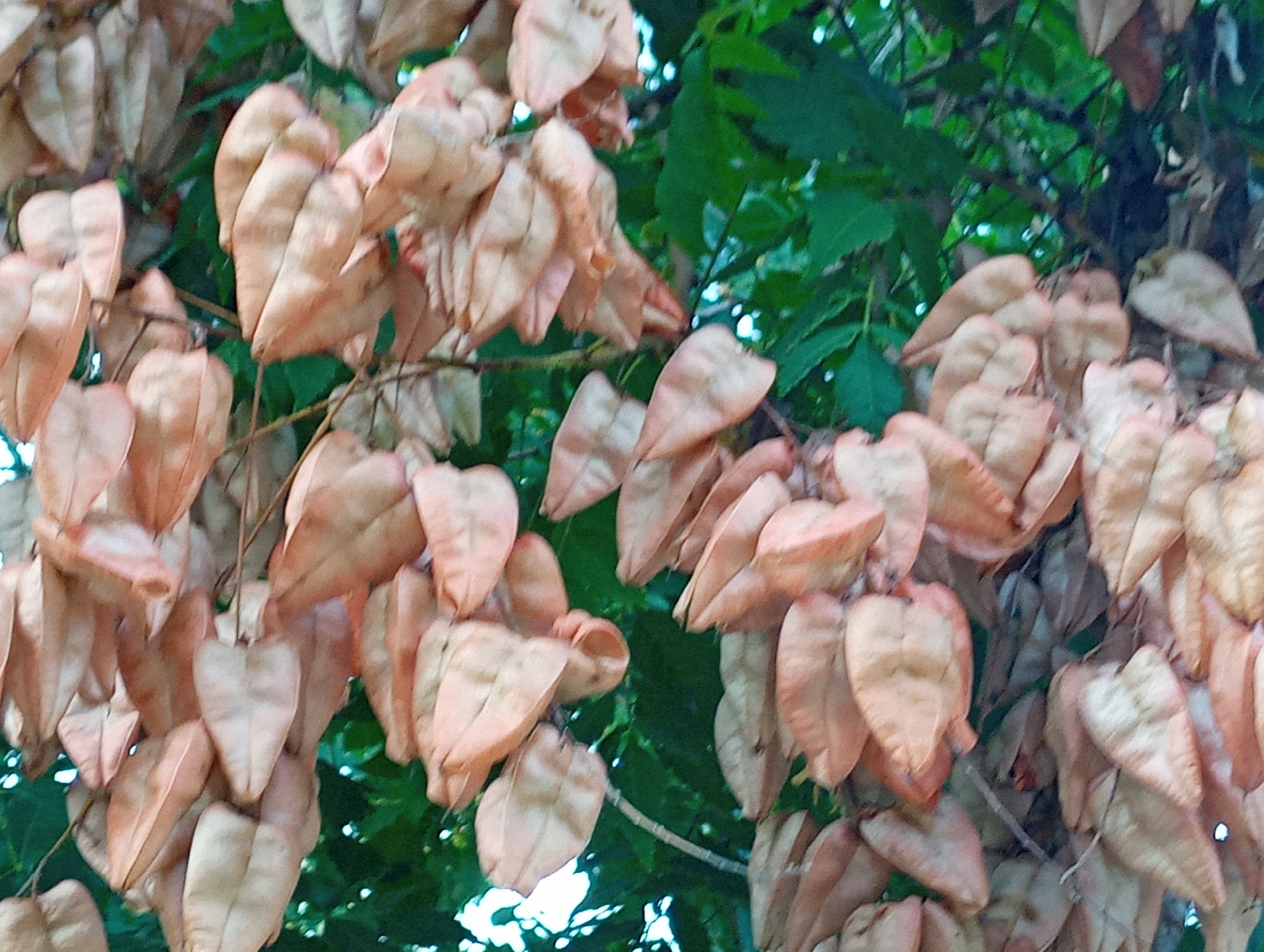 The image shows a close-up view of a tree with numerous dry, papery seed pods hanging from its branches. The pods are heart-shaped and have a light brown to tan color, with some appearing to be tinged with pink. They are clustered together, creating a dense, textured appearance. In the background, out-of-focus green leaves and branches are visible, indicating the seed pods are part of a living tree. The lighting suggests it might be daytime, with some dappled light filtering through the foliage. The image does not contain any people, animals, or man-made structures. The focus is entirely on the natural element of the seed pods. The scene could be from a park or a residential area in Chornomorsk, Ukraine, where such trees might be found.