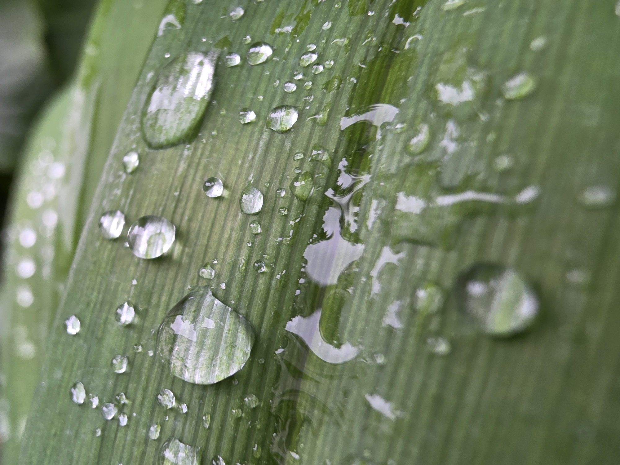 A close-up shot focuses on a green plant leaf covered in numerous water droplets of varying sizes. The leaf exhibits parallel lines running along its length, typical of certain plant species. The water droplets create a reflective surface, mirroring the surrounding environment, distorting and magnifying the leaf's texture beneath. The lighting suggests an overcast or shaded environment, with soft, diffused light illuminating the scene. The location in the city of Chaikovsky, Russia, is not directly deducible from the visual content.