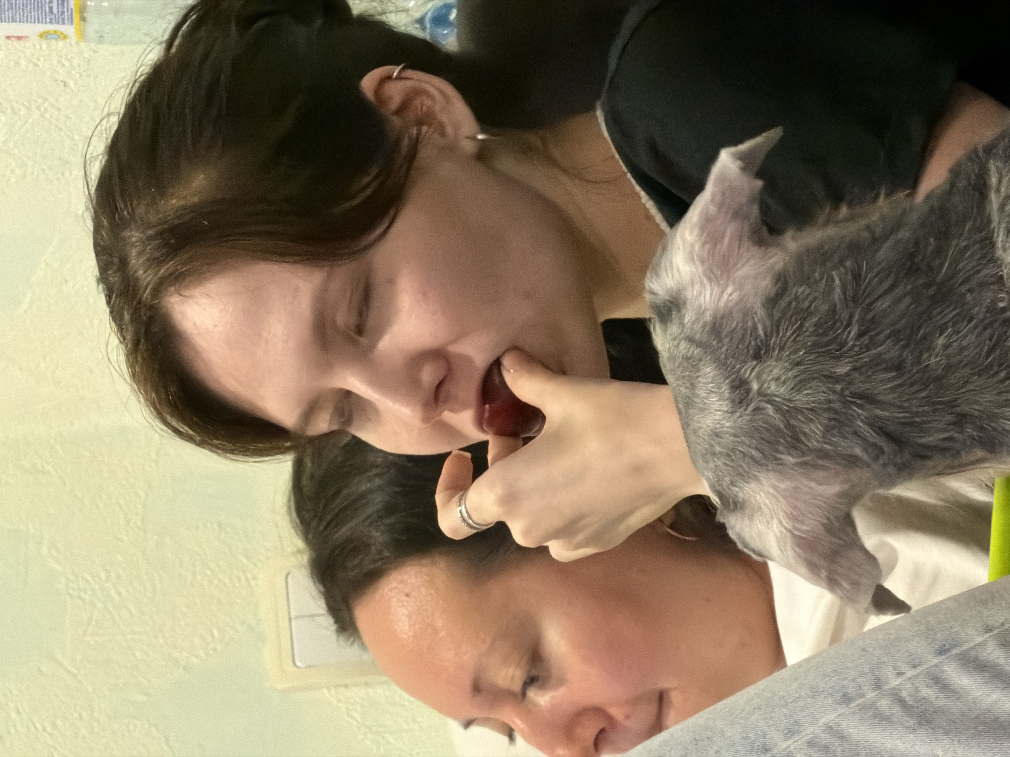 The image depicts a close-up view of two individuals and a dog. The primary focus is on a light-skinned person who is eating a red fruit, possibly a cherry, with the fruit between their fingers and close to their mouth. The person's eyes are closed, and they have dark hair pulled back. A dog, gray in color, is positioned to the side and slightly above the person eating the fruit; only the dog's head and ear are visible. A second light-skinned person is positioned below the first, with only the face visible. They also have their eyes closed. The environment appears to be indoors, with a light-colored wall visible in the background and some items blurred. The location is unknown, and there is no data to support a specific geographical location such as Chaikovsky, Russia.