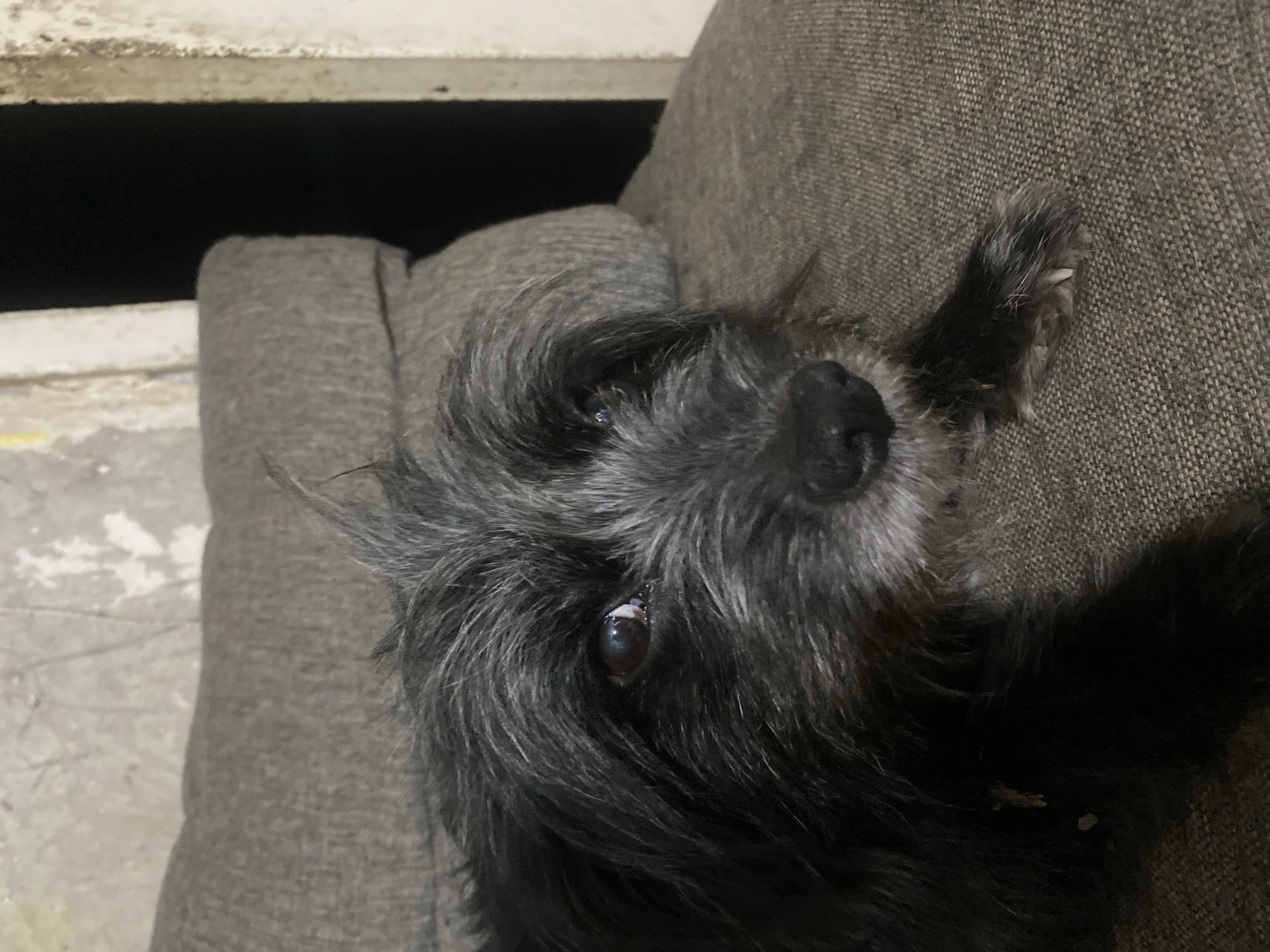 A close-up, eye-level shot focuses on the face of a medium-sized dog with dark, shaggy fur and greyish highlights around its muzzle and eyes. The dog is lying down on a textured, dark grey couch, with its head slightly tilted and its eyes looking towards the camera. The background is a blur of what appears to be a wall with peeling paint and a dark opening, possibly a doorway or shadow. There is no identifiable information about the location in Samara, Russia.