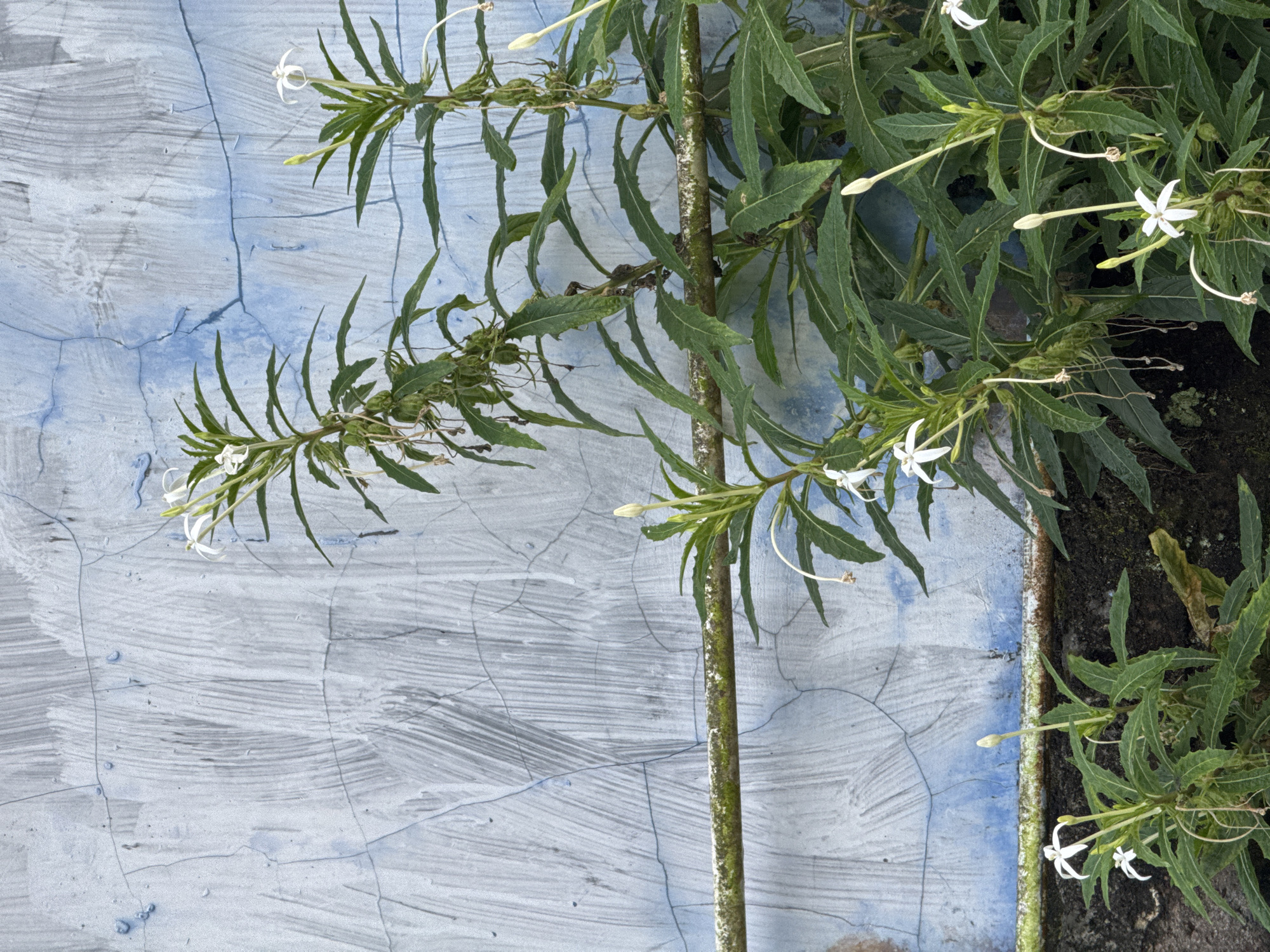 The image shows a plant with white flowers and green leaves growing against a blue and gray textured wall. A horizontal bar, possibly a railing or pipe, covered in moss, runs across the middle of the frame. The wall has a rough, cracked surface with visible brushstrokes. The plant has long, thin petals and is positioned in the foreground. The overall scene appears to be outdoors, likely in a residential or public area. There are no people or animals visible in the image. The location is identified as Kalirancang, Indonesia.
