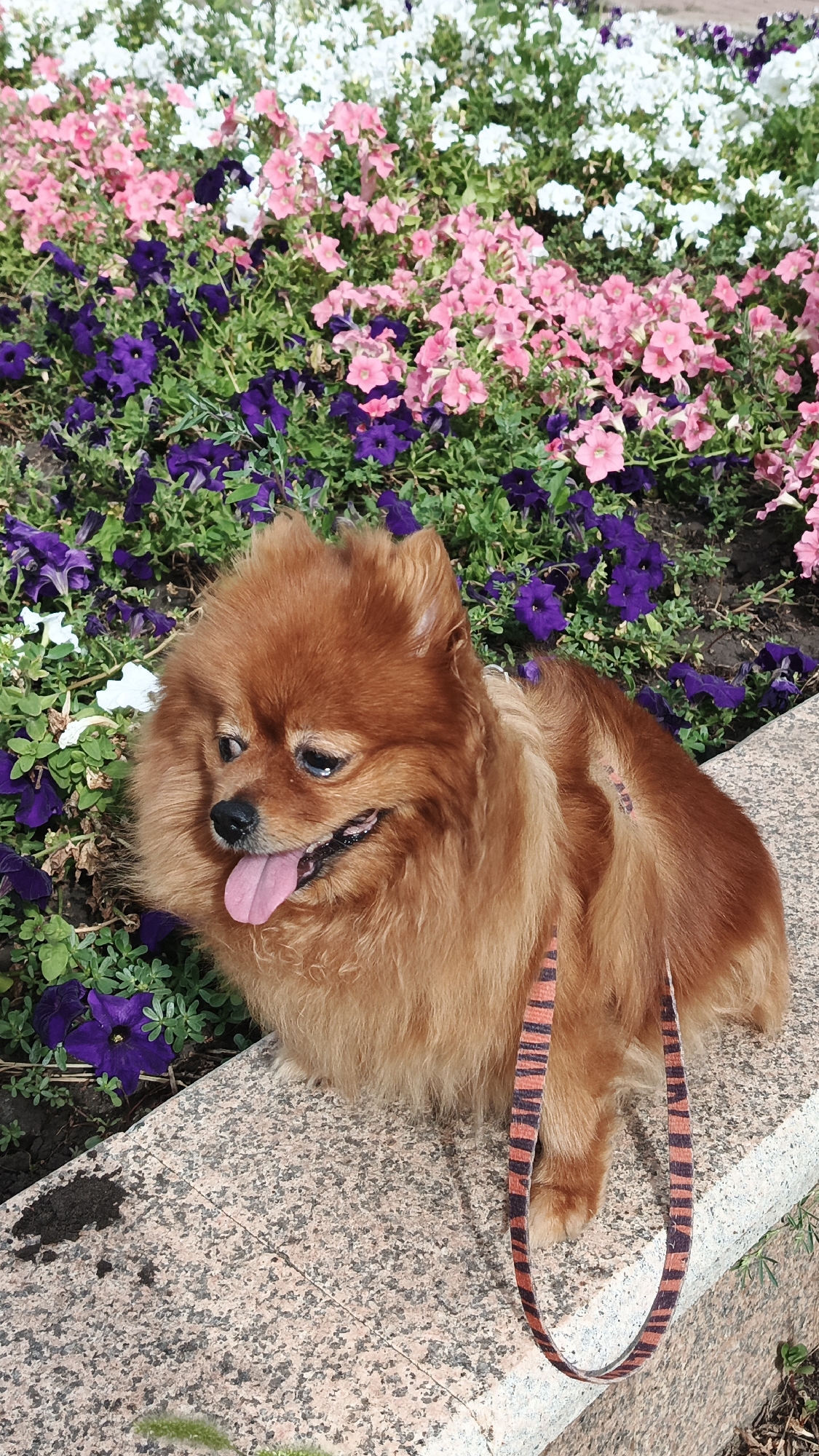 A medium shot captures a light brown Pomeranian dog lying on a granite bench. The dog is positioned on the right side of the frame, facing left with its tongue slightly out and its eyes looking to its left. Its fur is fluffy and appears well-groomed. A leash with an orange and black striped pattern is visible, draped over the dog's body and hanging down. The background is a vibrant flowerbed filled with an abundance of pink, purple, and white petunias. The flowers are densely packed, creating a colorful and natural setting. The granite bench provides a textured and solid surface, contrasting with the soft blooms. The overall scene appears to be outdoors, likely in a park or garden within the city of Aksay, Kazakhstan, given the context. There are no people visible in the frame.