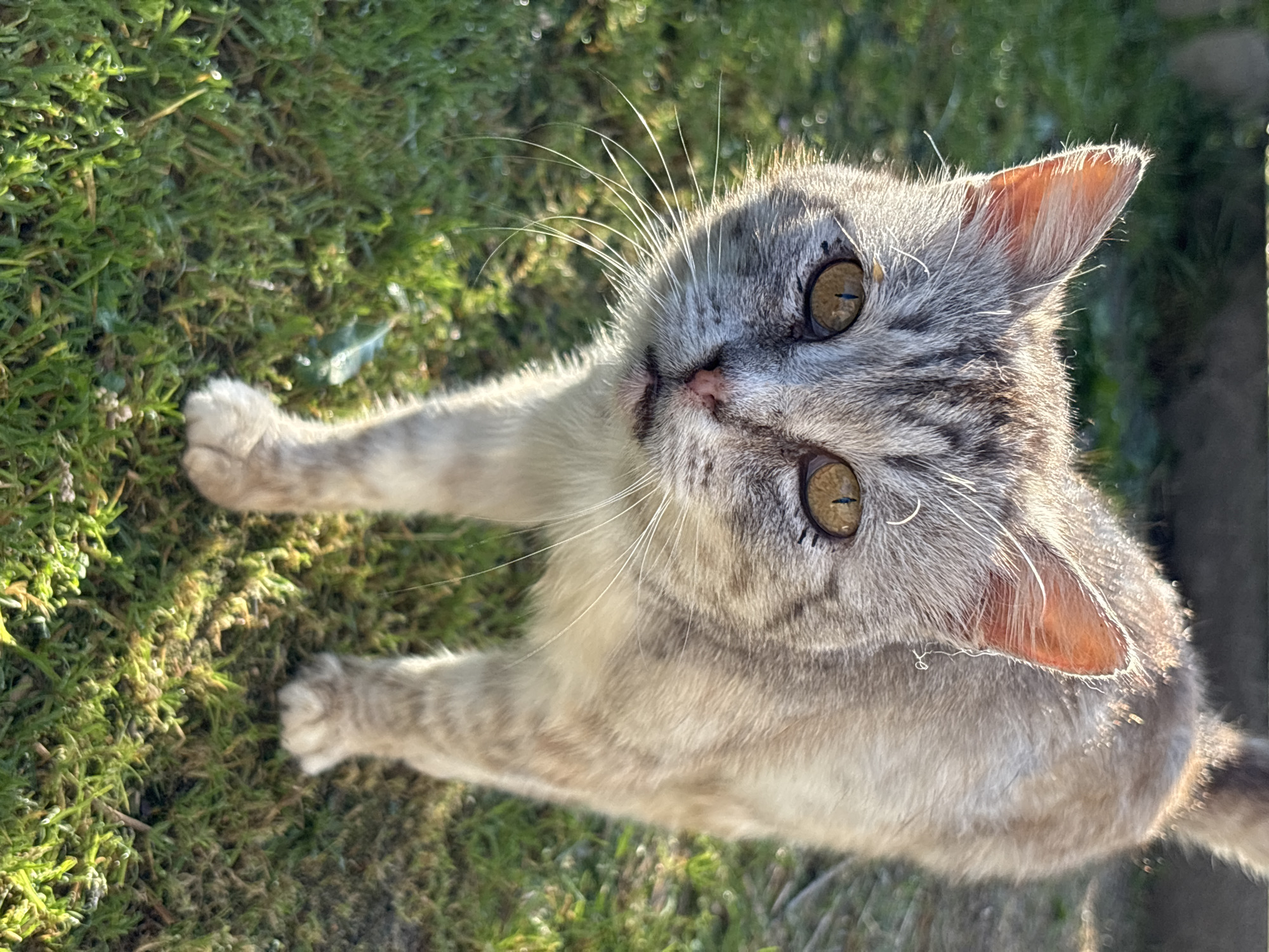 A close-up, eye-level shot captures a light brown and gray tabby cat standing on green grass. The cat is facing the camera, with its head tilted slightly. Its eyes are a striking amber color, and its whiskers are long and white. The cat's fur is illuminated by sunlight, creating a warm glow. The background is blurred, suggesting an outdoor setting. The cat's ears are slightly pointed forward, and its mouth is closed. The grass appears to be slightly dewy. The image is framed to focus on the cat's face and upper body. There is no evidence of human presence or specific urban features of Семибратово, Russia.