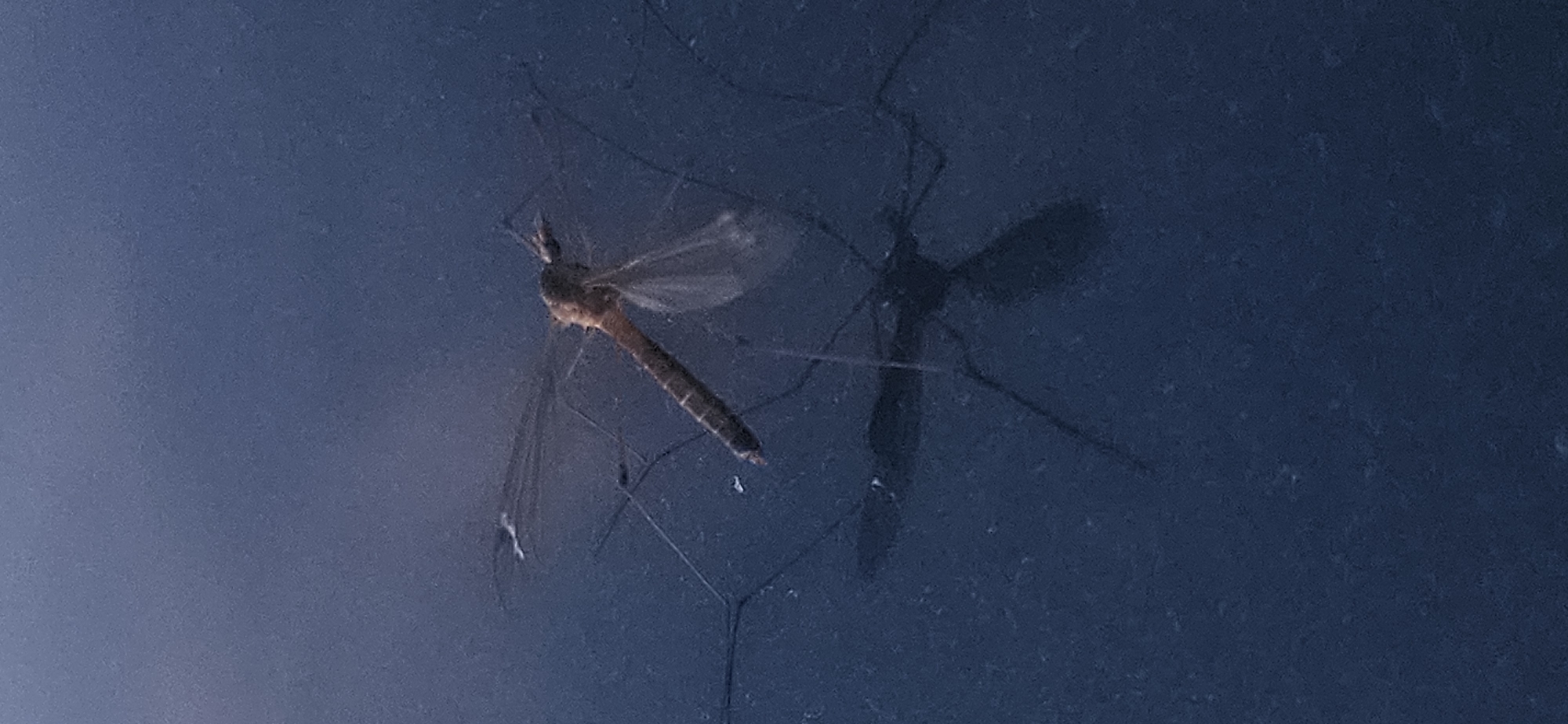 An insect, likely a crane fly, is captured in sharp focus against a dark blue, textured background. The insect is positioned horizontally, with its long, segmented body oriented from left to right. Its delicate, translucent wings are spread, with the right wing appearing more distinct. The insect's legs are long and thin, extending outwards. A shadow of the insect is visible below it, elongated and distorted due to the angle of the light source. The background appears to be a flat, possibly outdoor surface, given the insect's presence and the shadow. There are no humans or identifiable structures of Momin Prohod, Bulgaria visible in this close-up image.